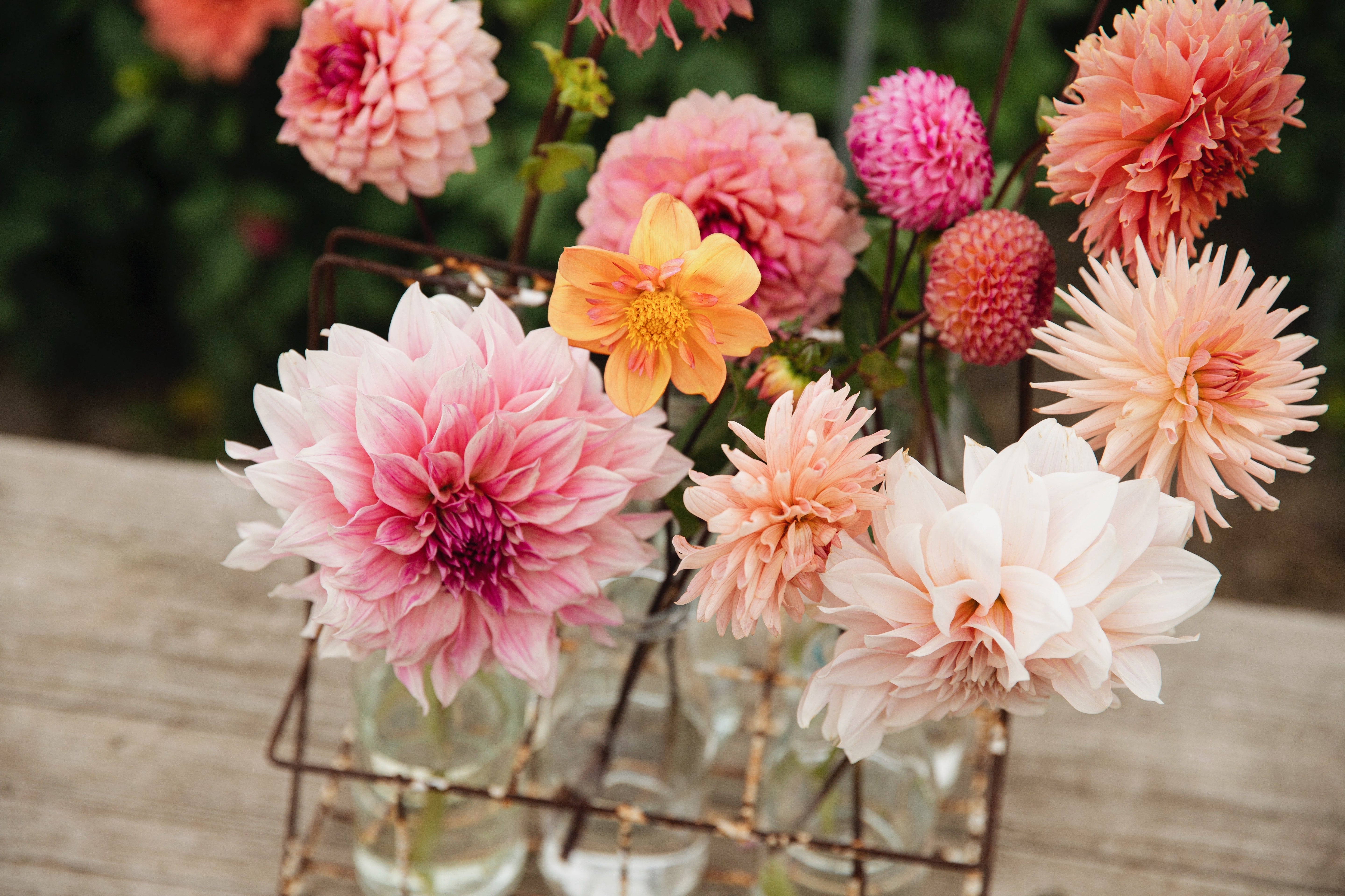 Geplukte dahlia's in een vaasje