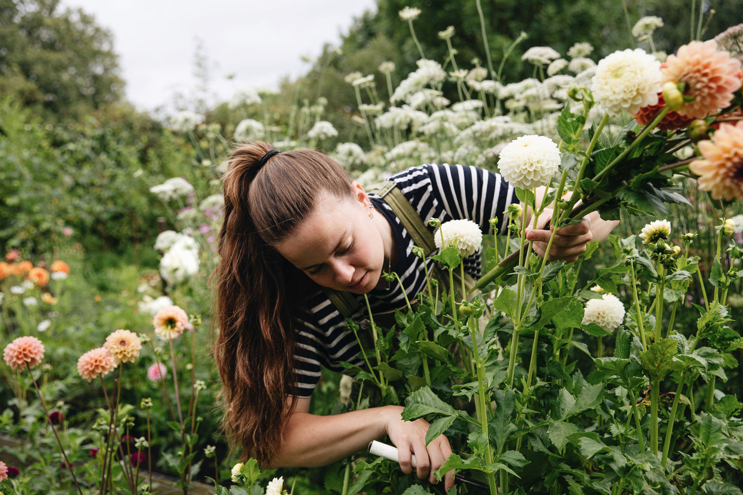 Het toppen van een jonge dahliaplant in de pluktuin