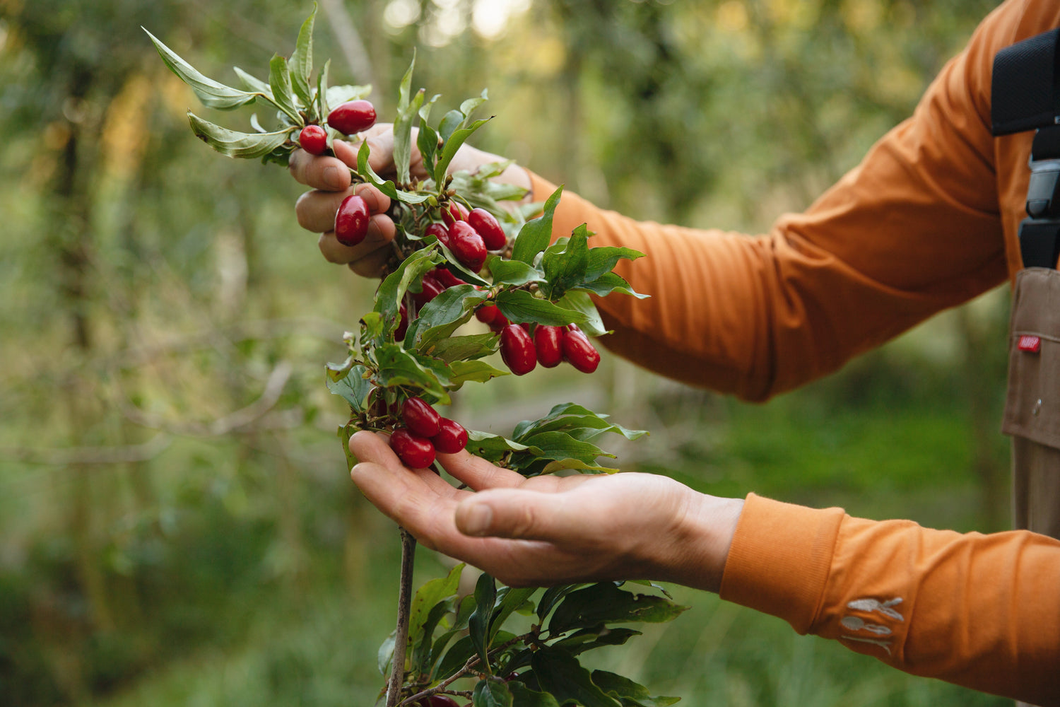 Welke fruitboom past in jouw tuin? De keuzegids