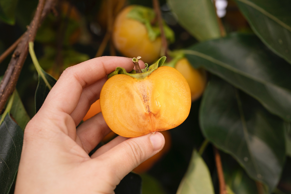 Kaki met oranje vruchten in de herfsttuin