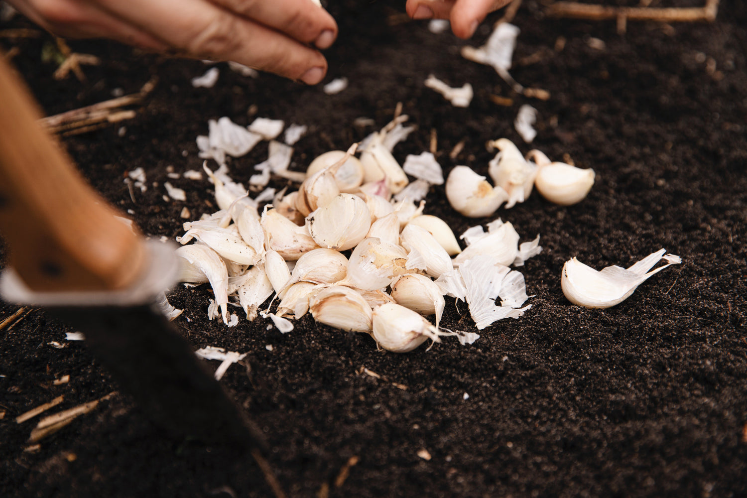 Zelfgeoogste knoflook uit de moestuin