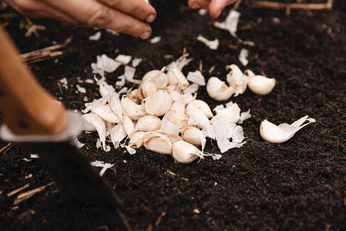 Zelfgeoogste knoflook uit de moestuin