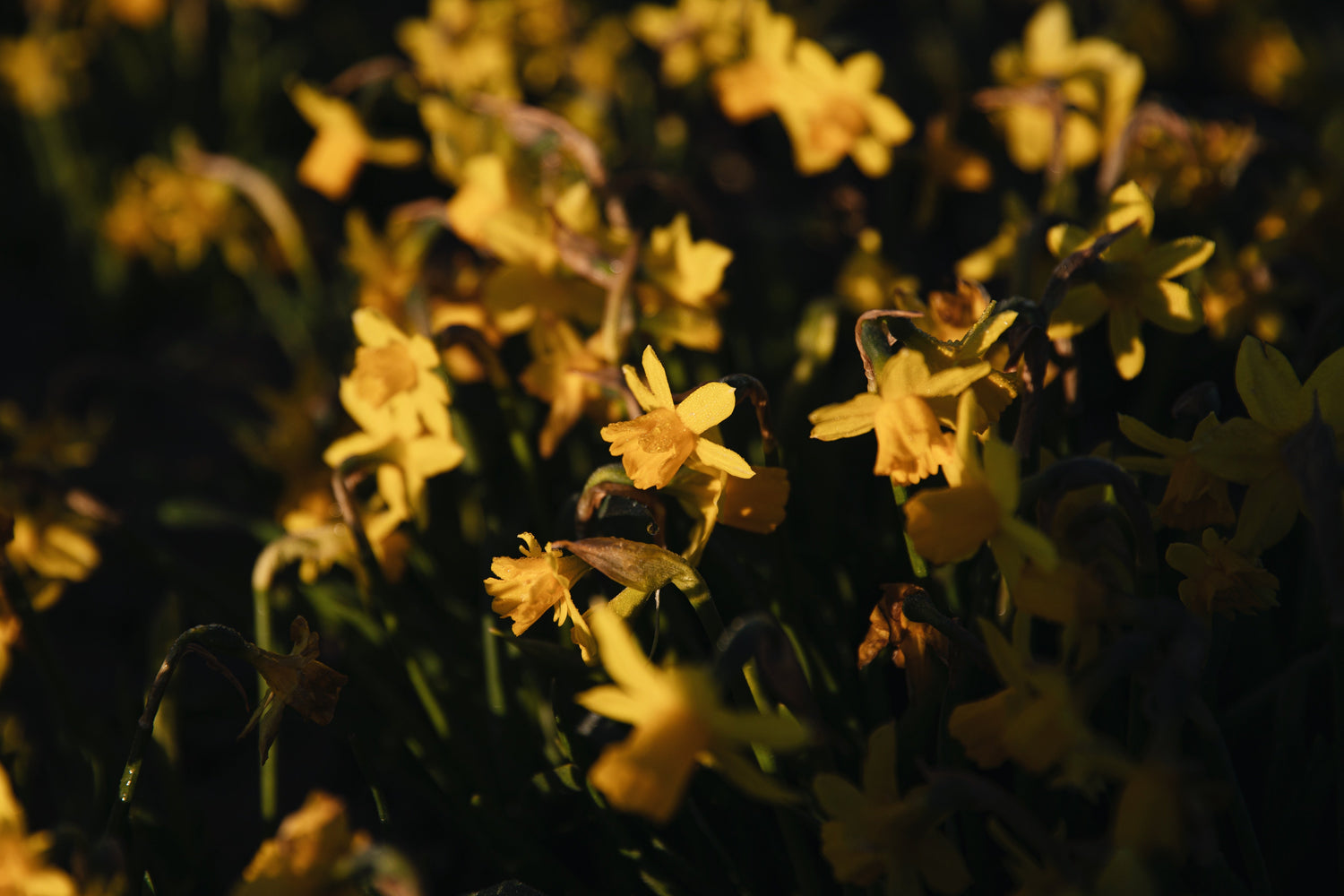 Verwilderde biologische narcissen Tête-à-Tête in bloei in het gras
