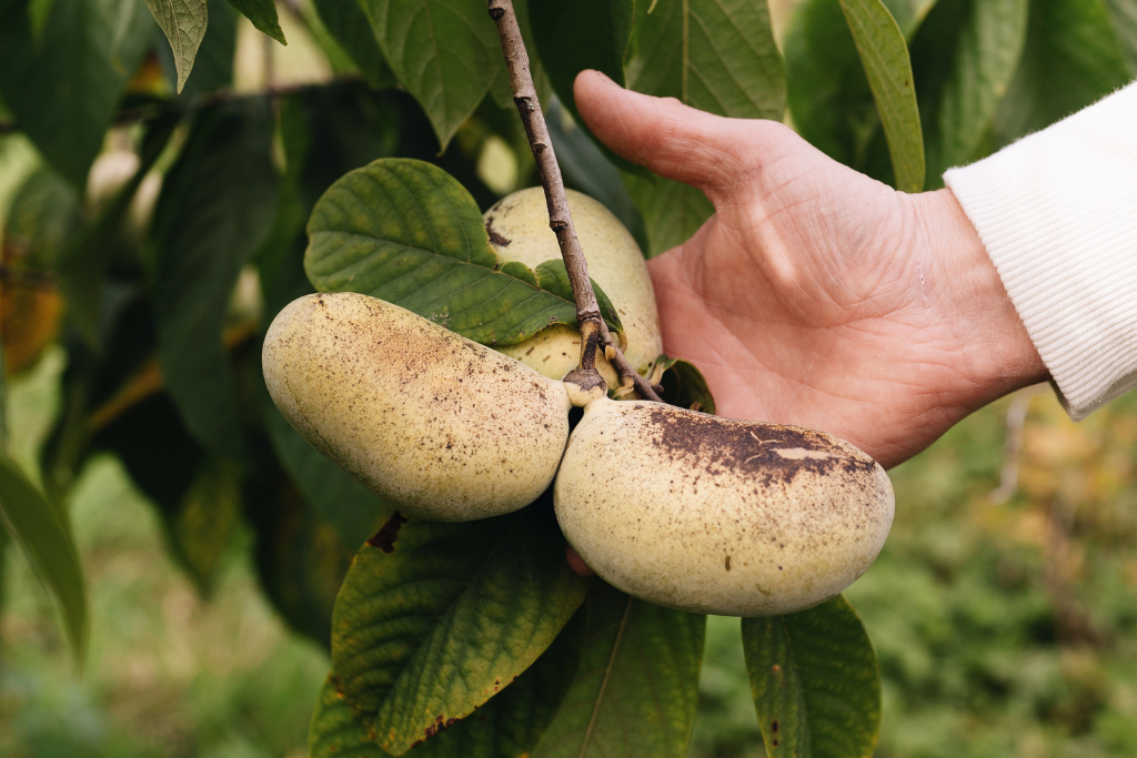 Pawpaw met tropische vruchten aan de boom