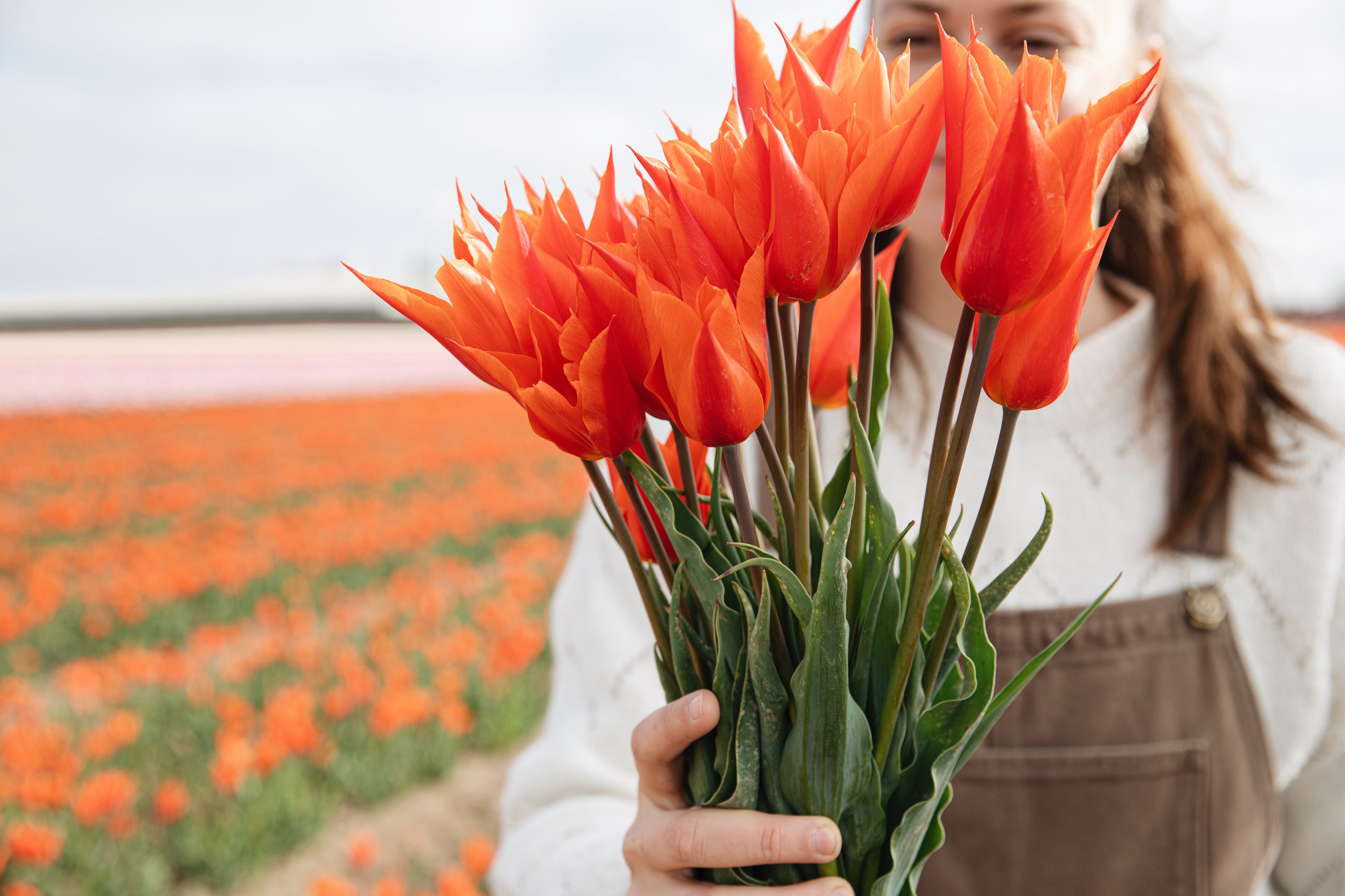 Bos oranje biologische tulpen Ballerina, vers geplukt van het veld