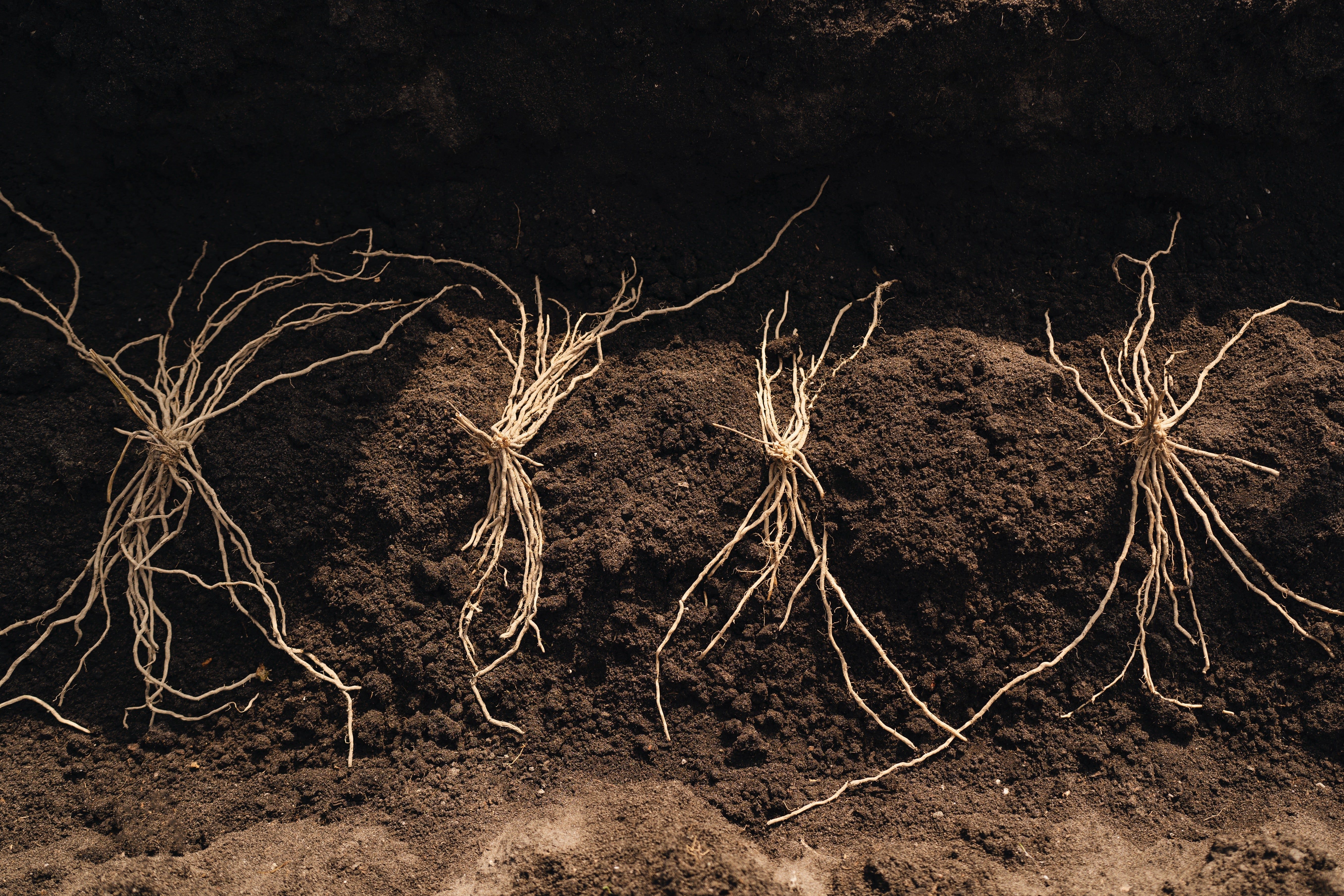 Biologische asperges
