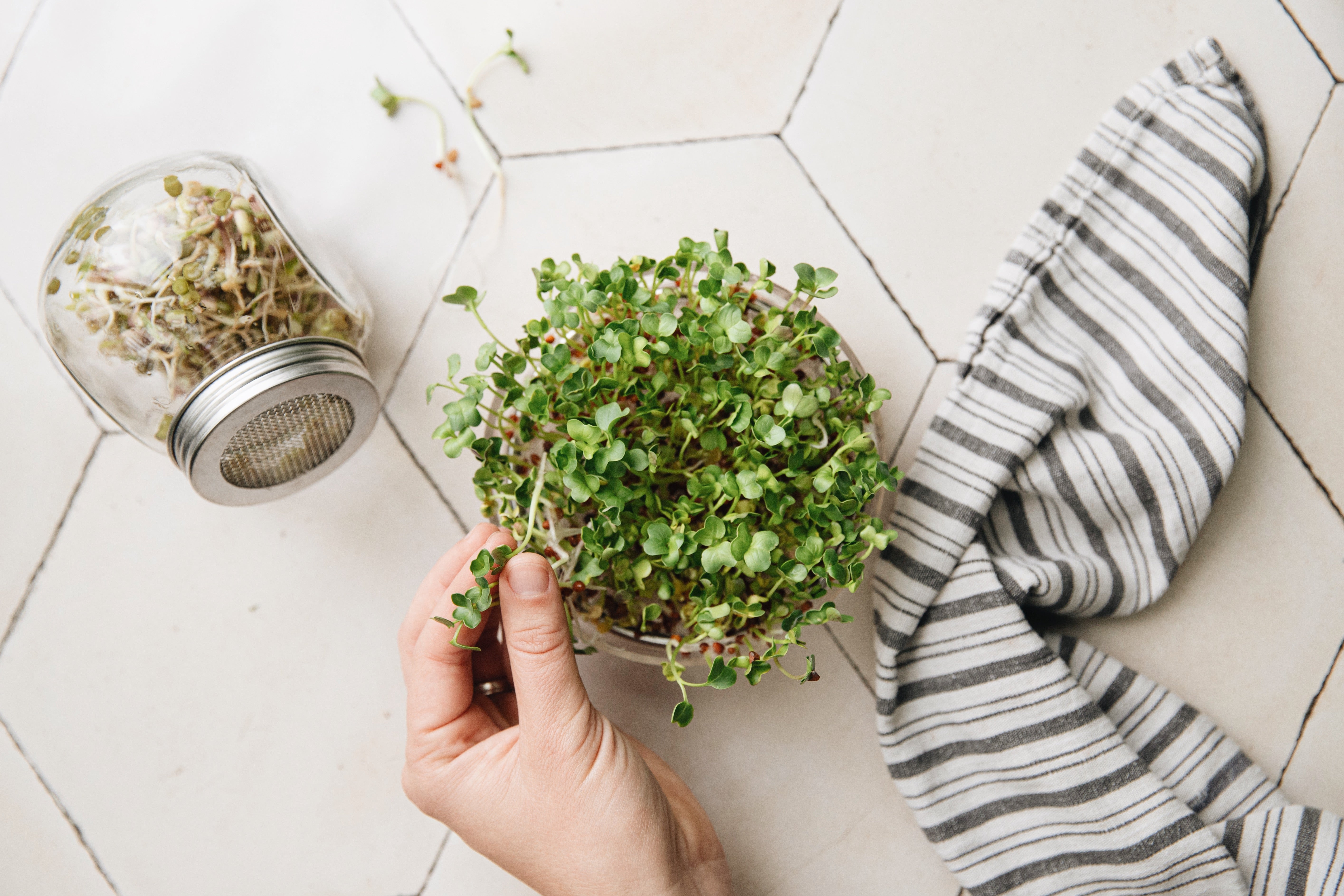 Kiemgroenten & babyleaf