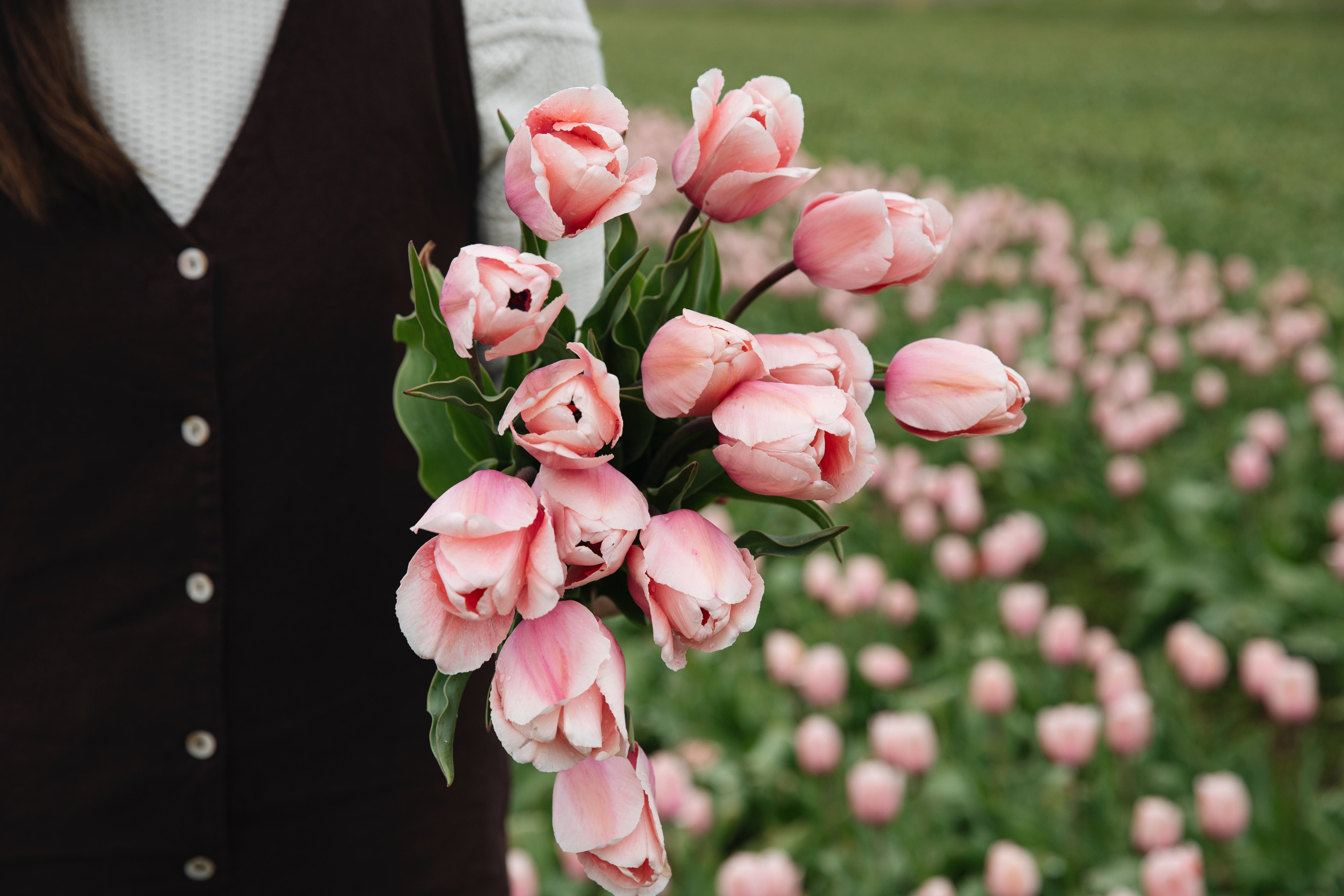 Biologische tulpen