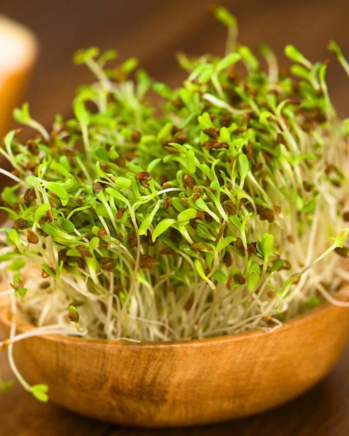Alfalfa BIO
