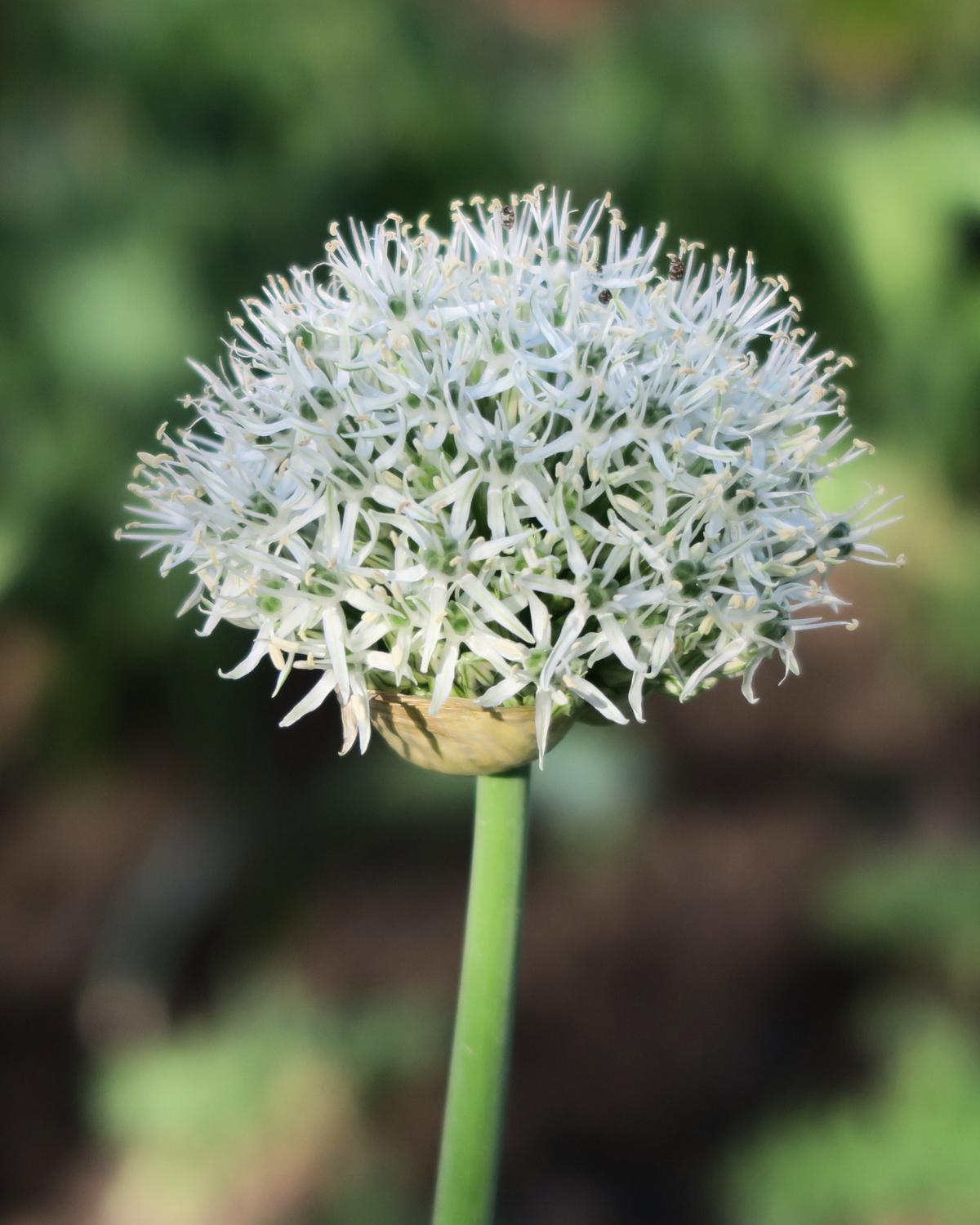 Allium 'Nigrum' BIO (5 stuks)