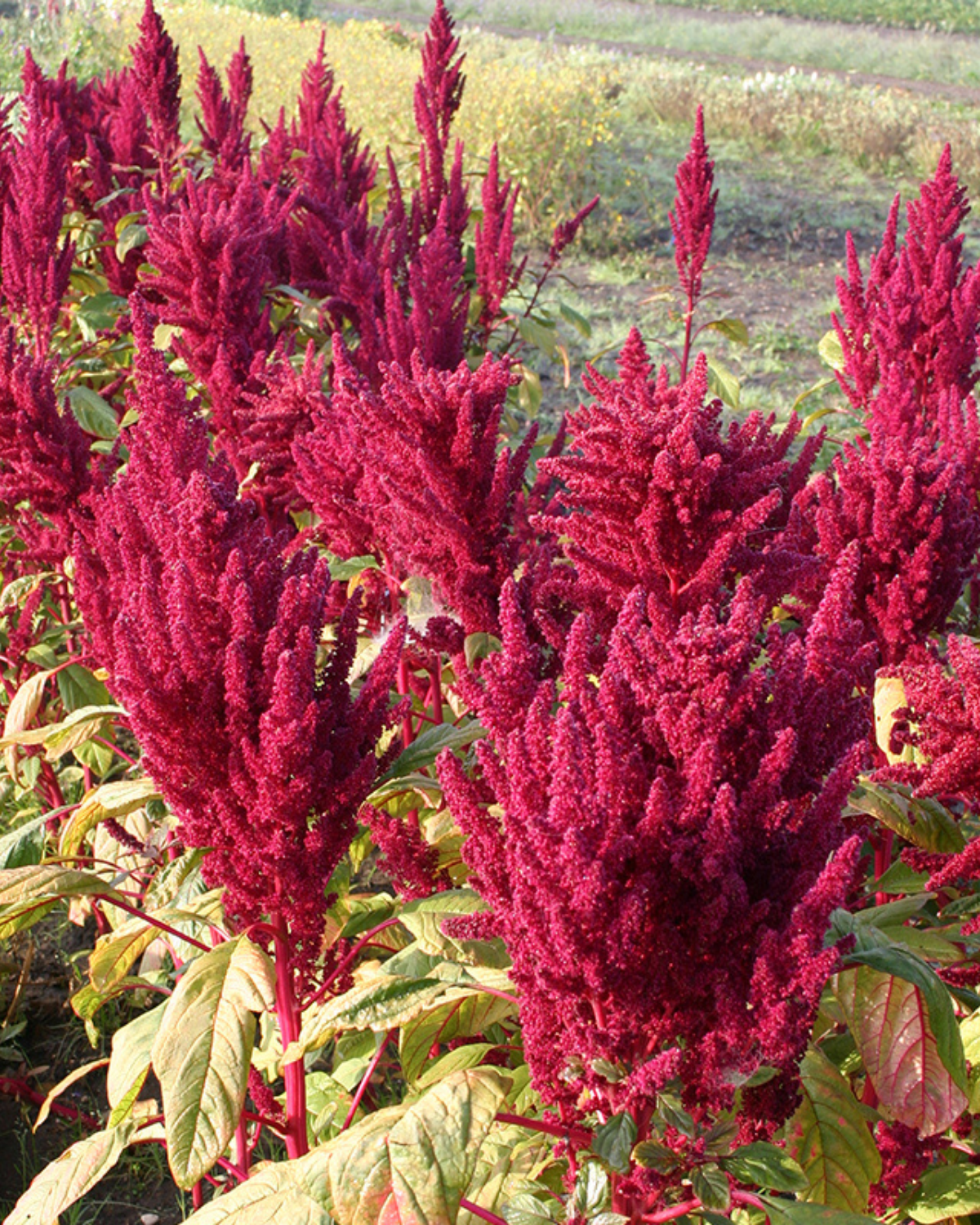 Amarant BIO