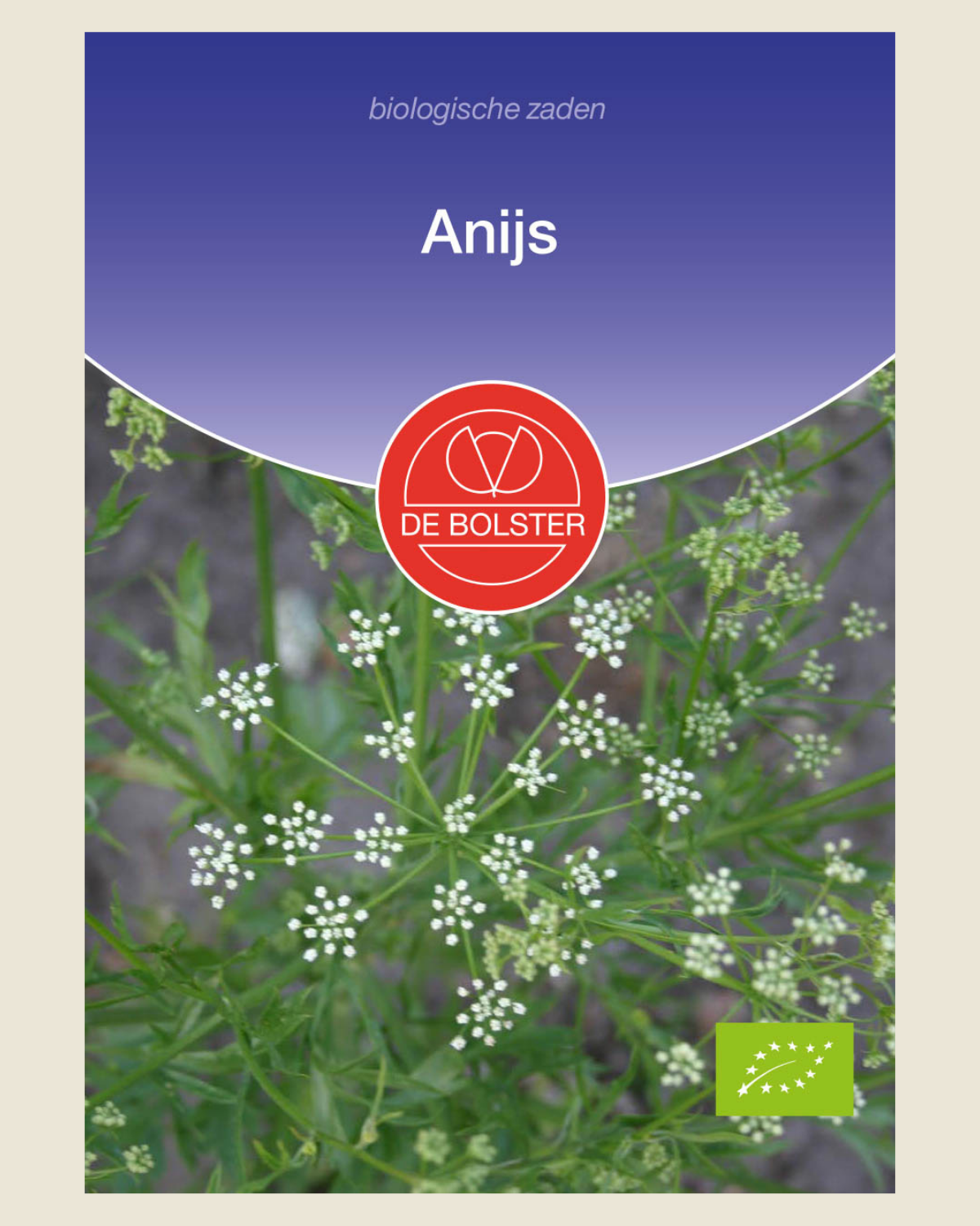 Anijs