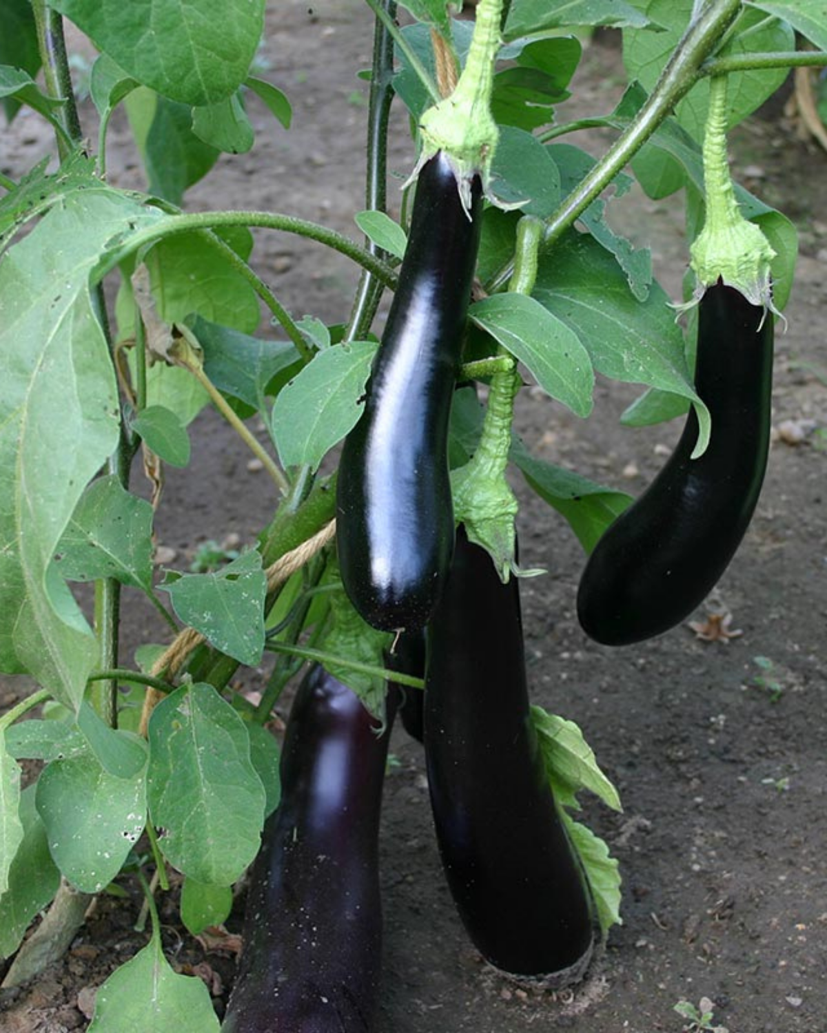 Aubergine 'Violetta Lunga 3' BIO