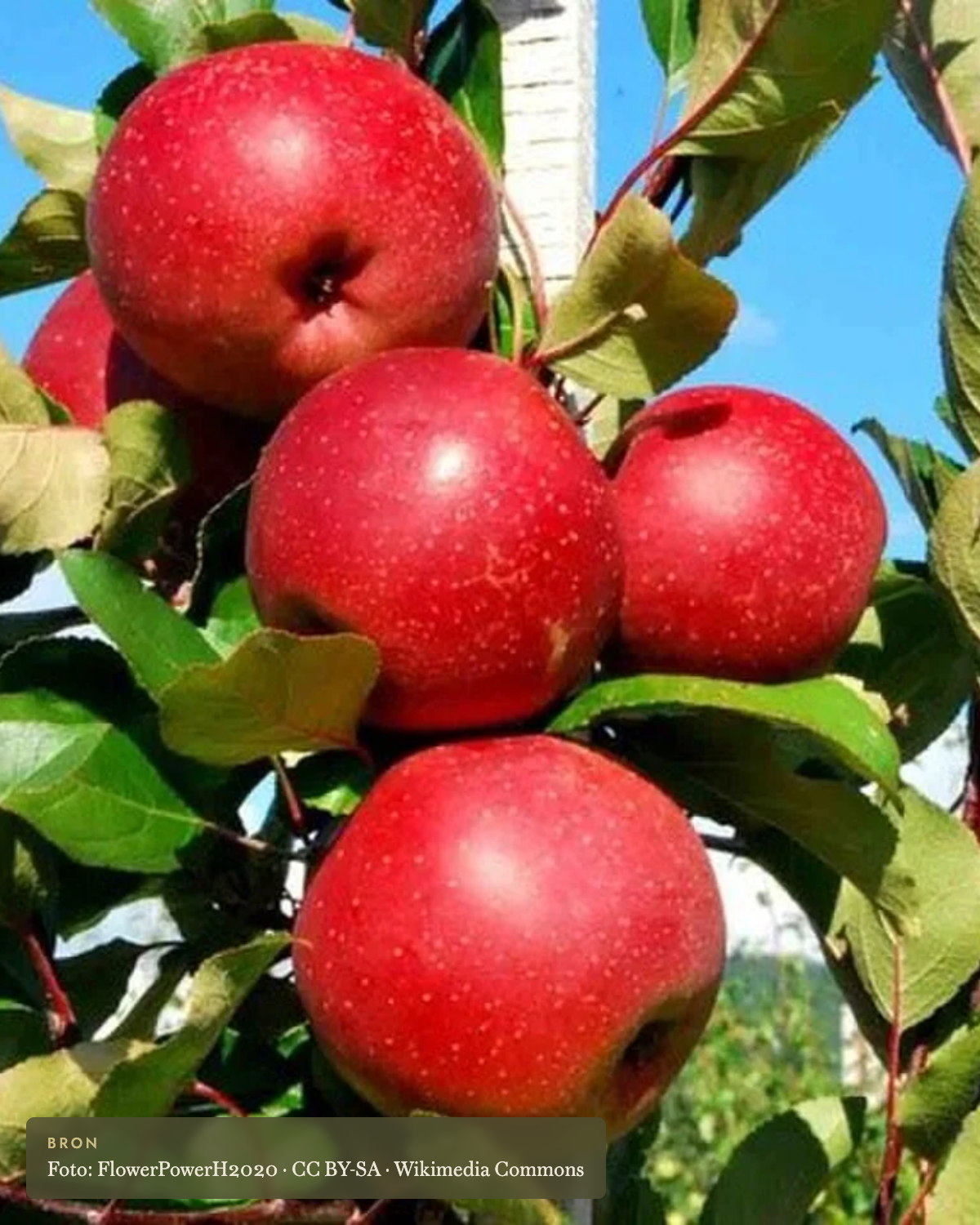 Appel 'Baya Marisa' - appelboom De Groene Makers