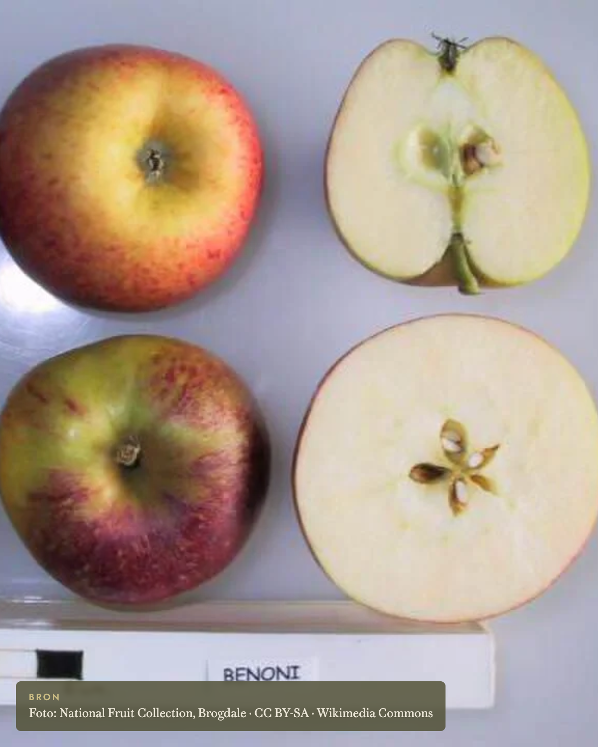 Appel 'Benoni' - appelboom De Groene Makers