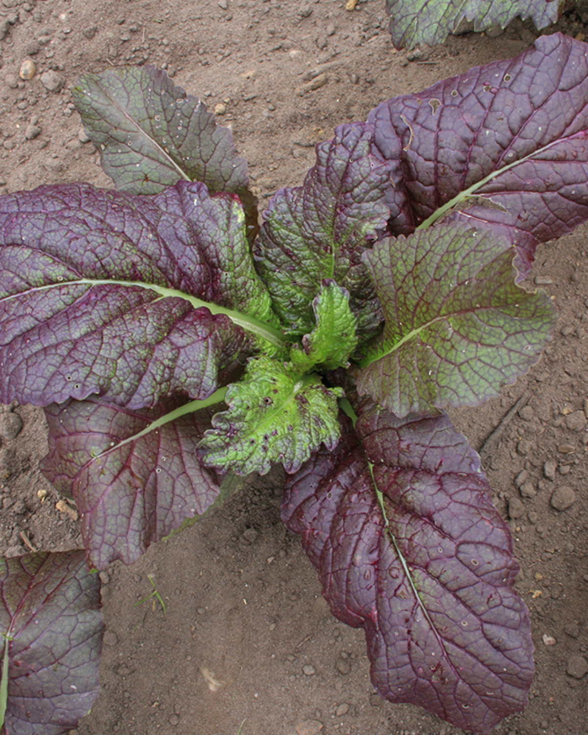 Bladmosterd 'Red Giant' BIO