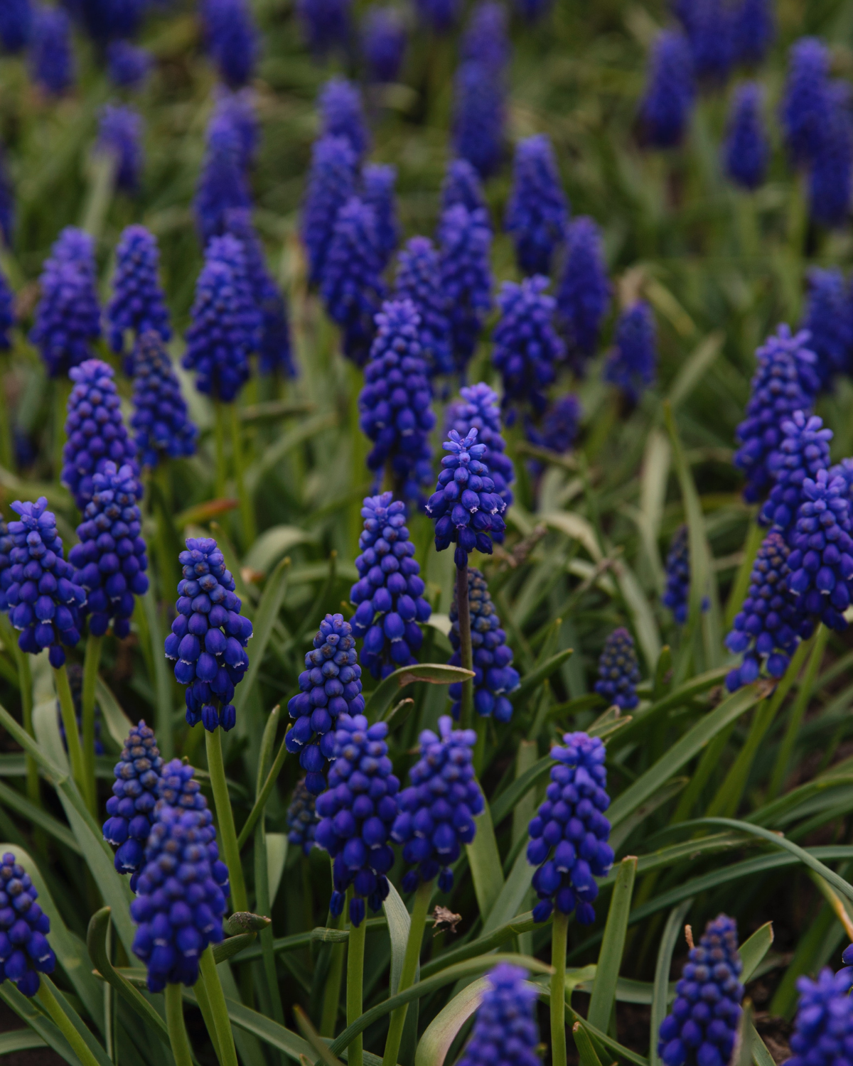Blauwe druifjes (muscari armeniacum) BIO (15 stuks)