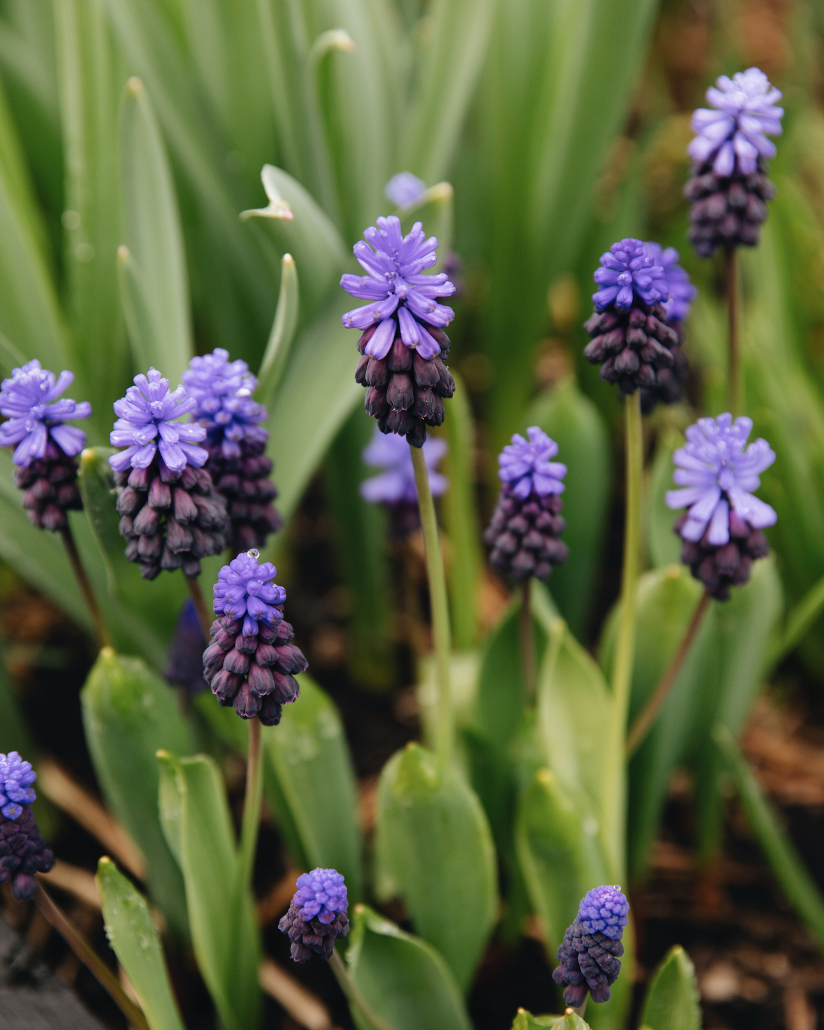 Blauwe druifjes (muscari latifolium) BIO (15 stuks)