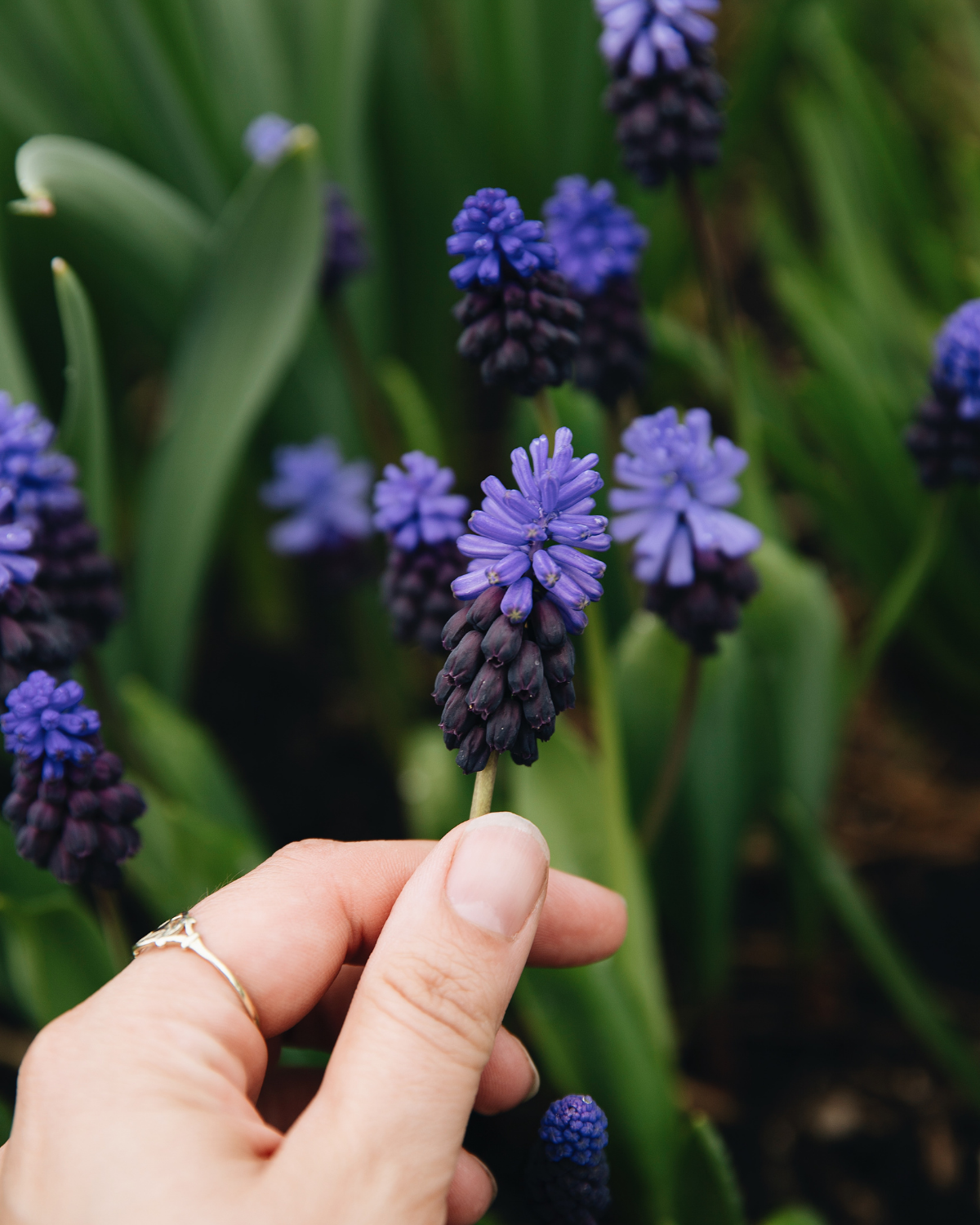 Blauwe druifjes (muscari latifolium) BIO (15 stuks)