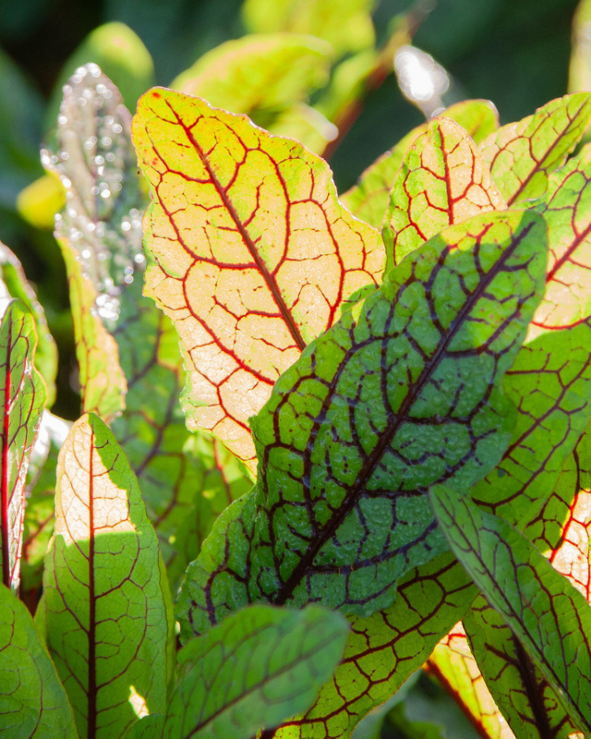 Bloedzuring 'Red Stripe' BIO