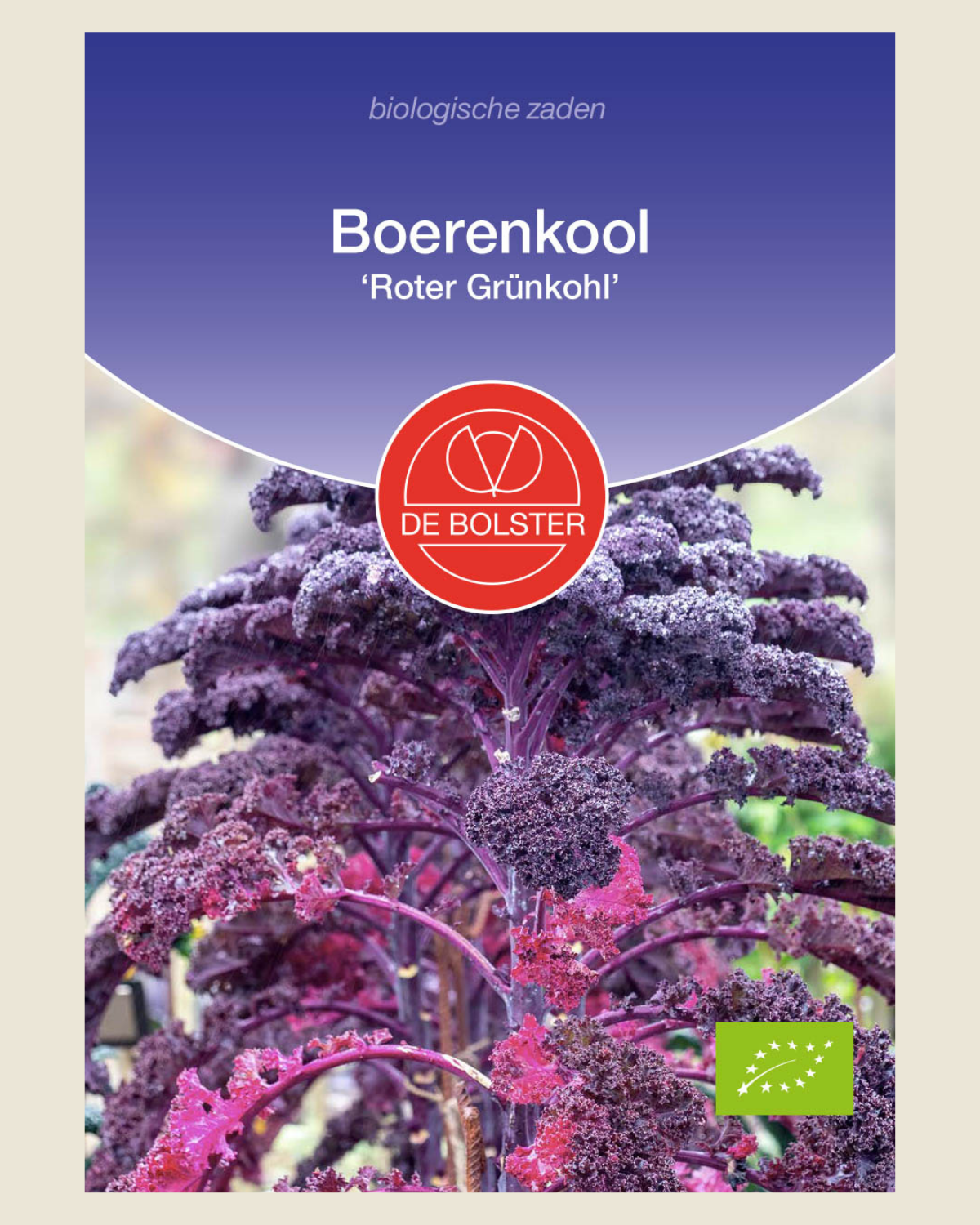 Boerenkool 'Roter Grünkohl' BIO