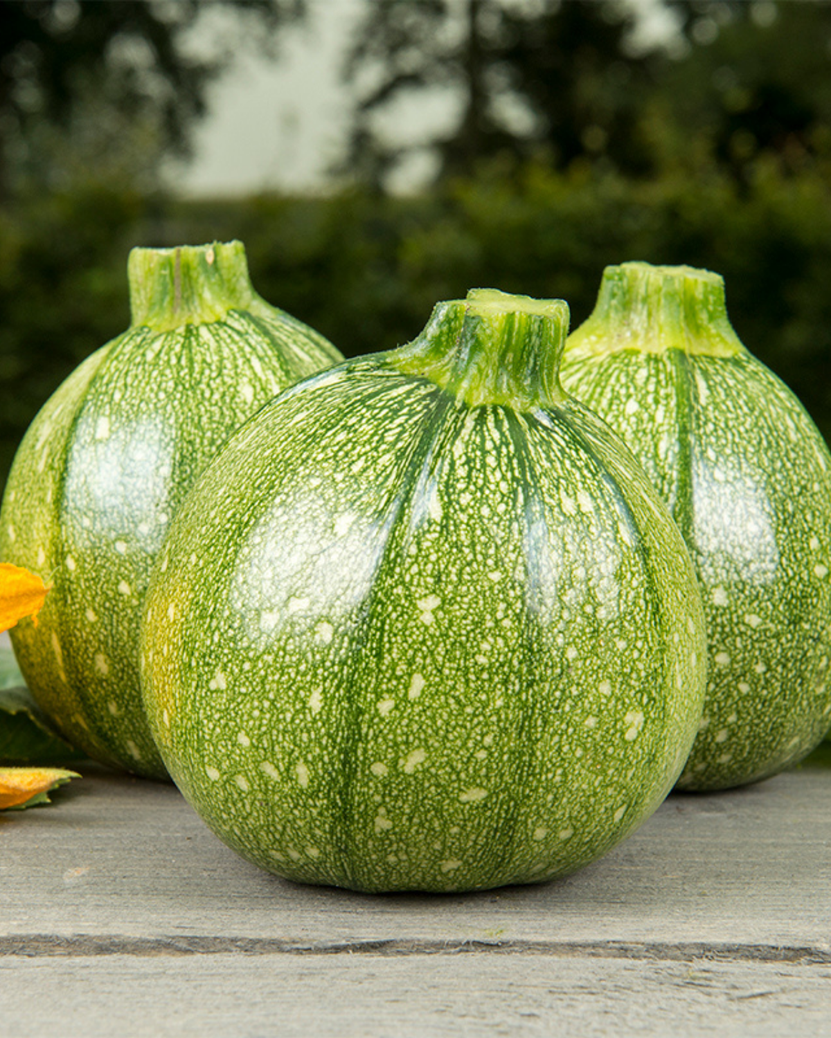 Bolcourgette 'Ola Redonda' BIO