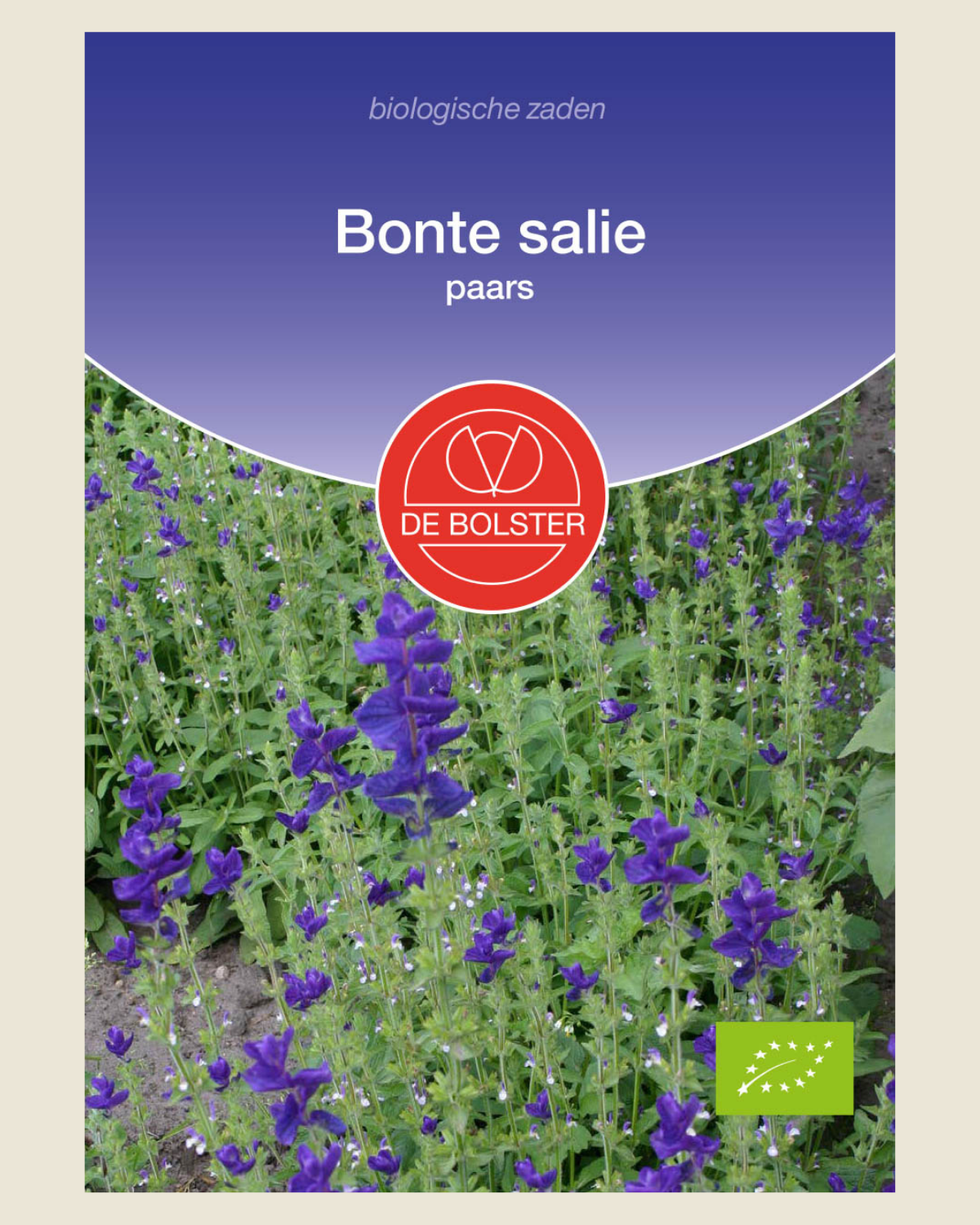 Bonte salie, paars BIO