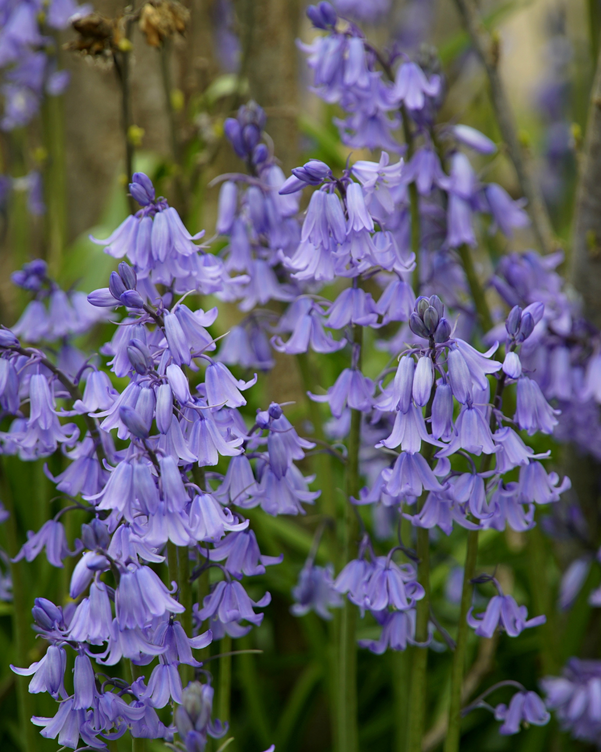 Boshyacint blauw (hyacinthoides hispanica) BIO (10 stuks)