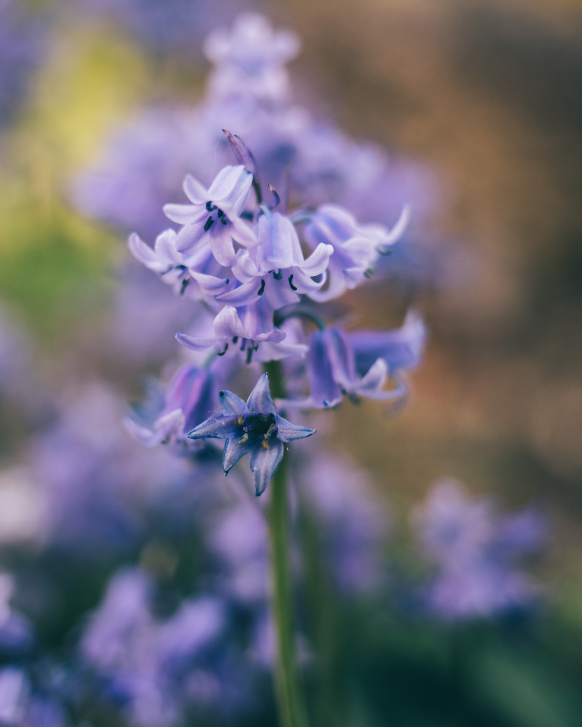 Boshyacint blauw (hyacinthoides hispanica) BIO (10 stuks)