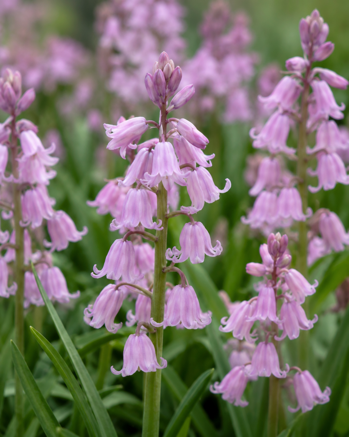 Boshyacint roze (hyacinthoides hispanica) BIO (10 stuks)