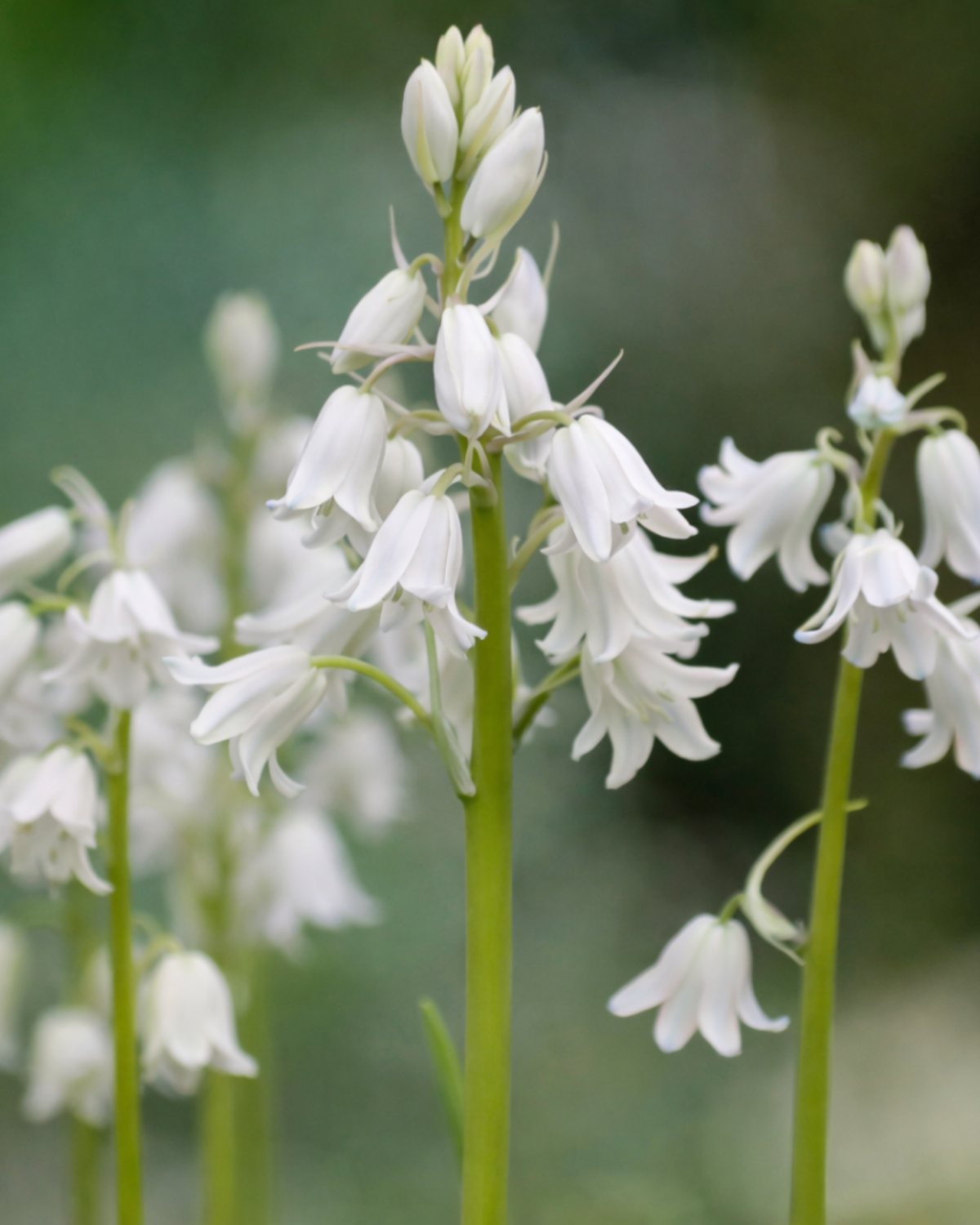 Boshyacint wit (hyacinthoides hispanica) BIO (10 stuks)