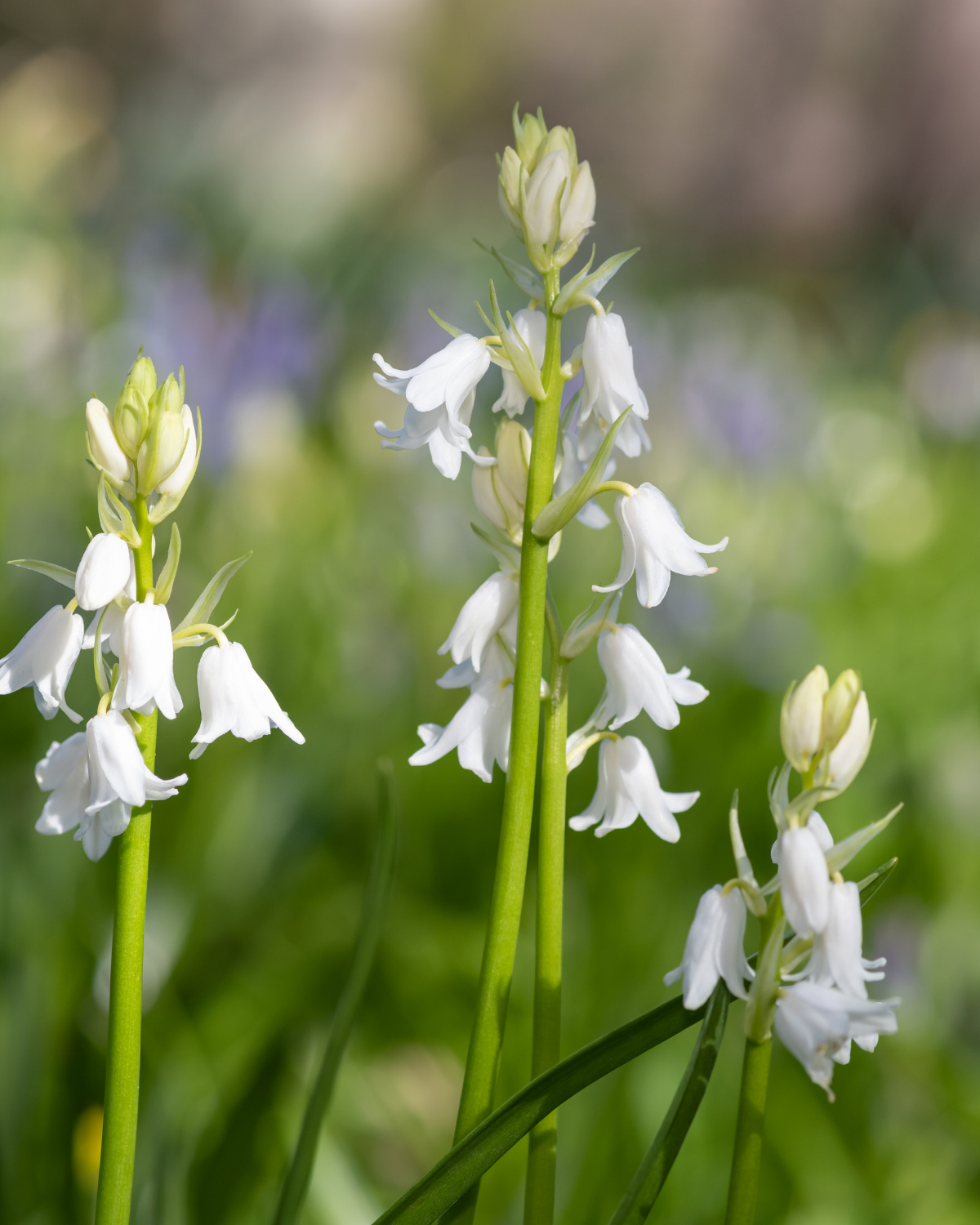 Boshyacint wit (hyacinthoides hispanica) BIO (10 stuks)