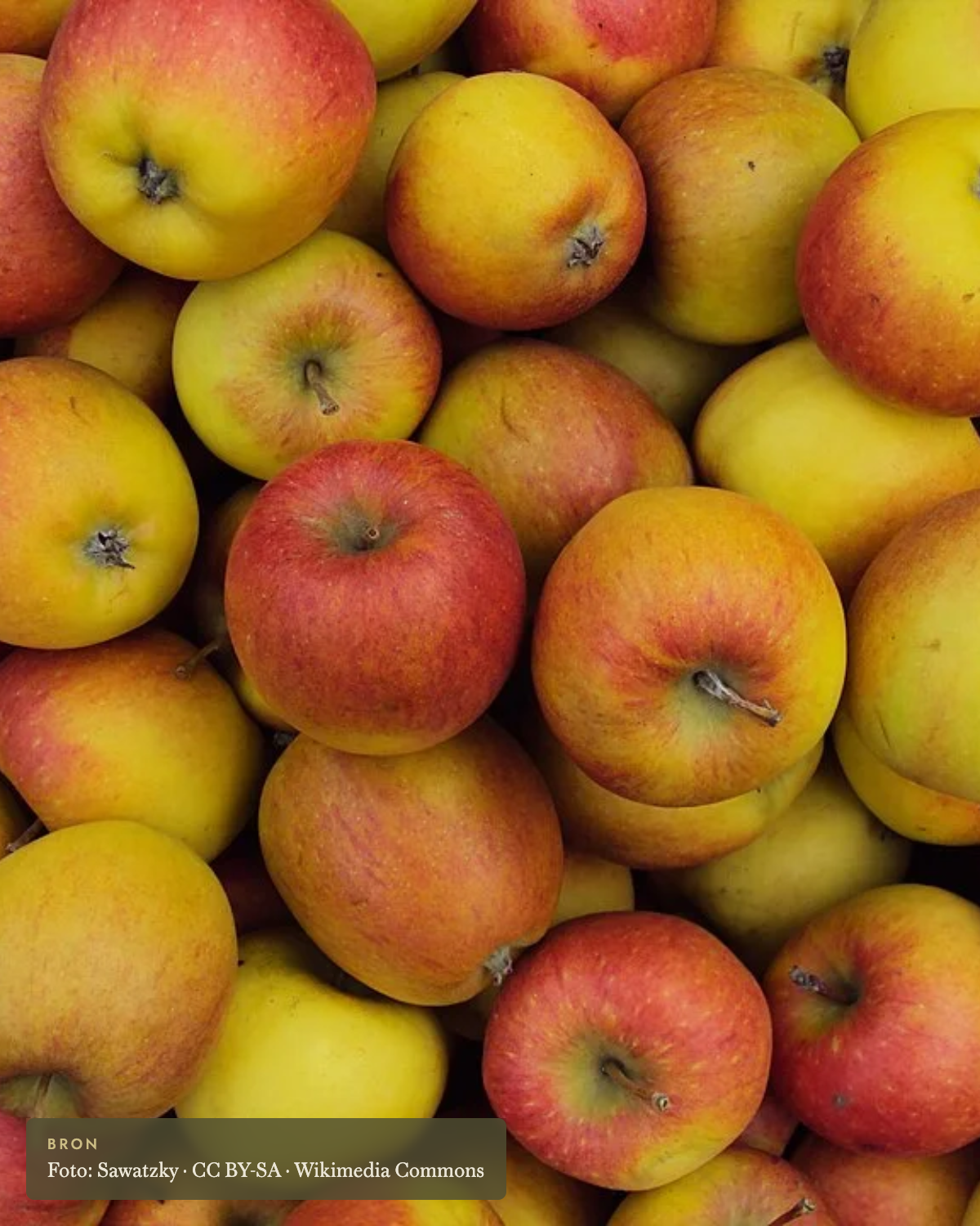 Appel 'Braeburn' - appelboom De Groene Makers
