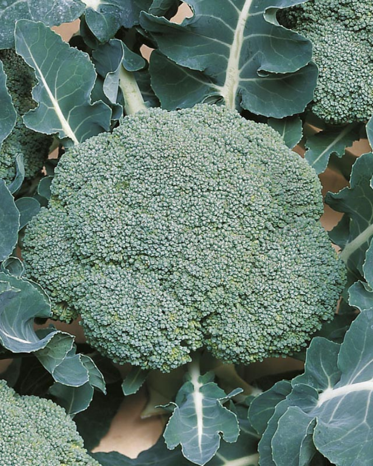 Broccoli 'Belstar F1' BIO