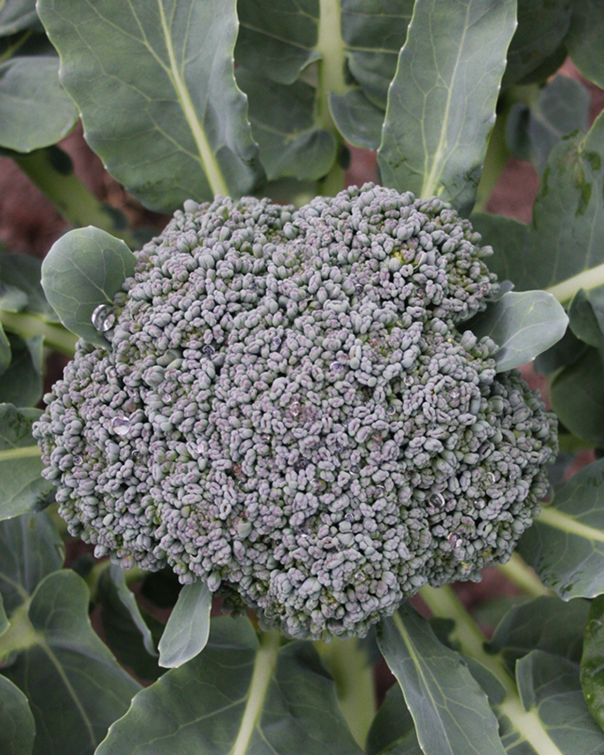 Broccoli 'Groene Calabrese' BIO