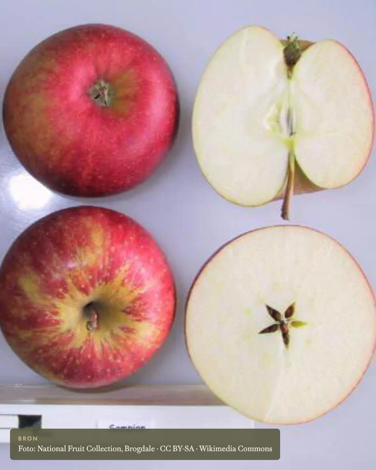 Appel 'Champion' - appelboom De Groene Makers