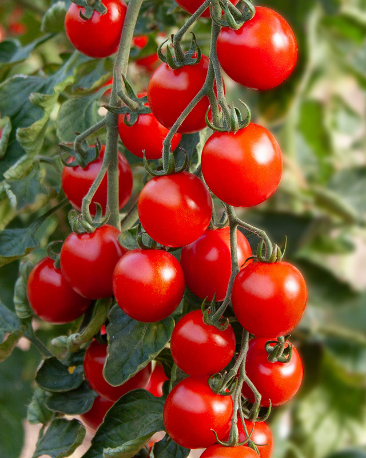 Cherrytomaat 'Attracta F1' BIO