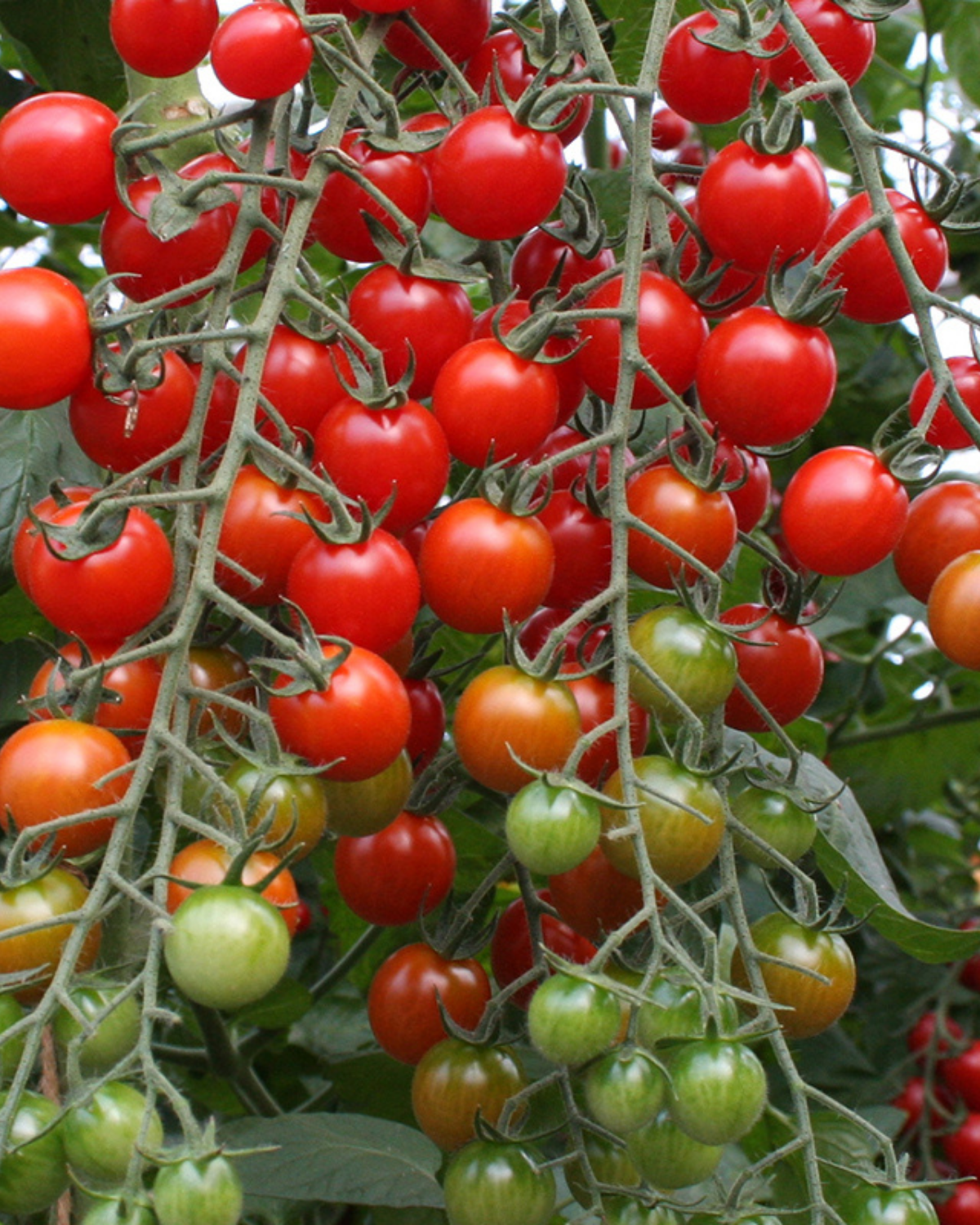 Cherrytomaat 'Bartelly F1' BIO