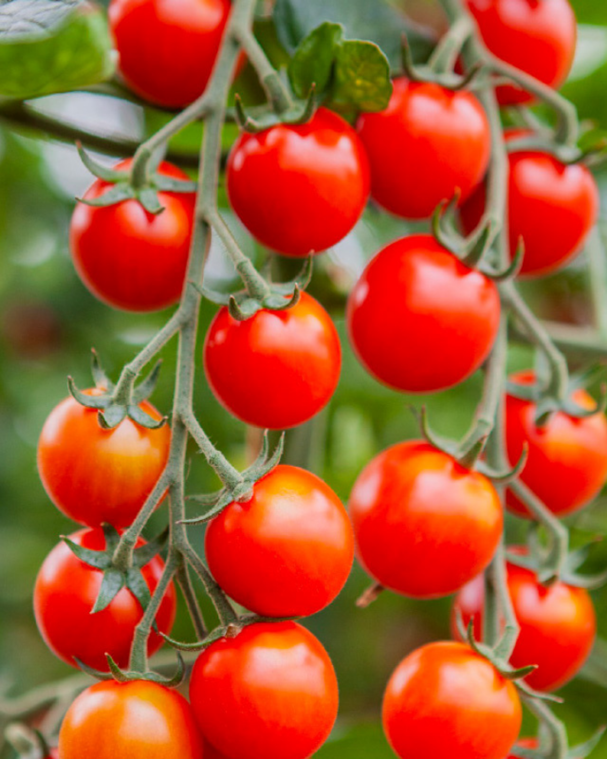 Cherrytomaat 'Cheralita' BIO