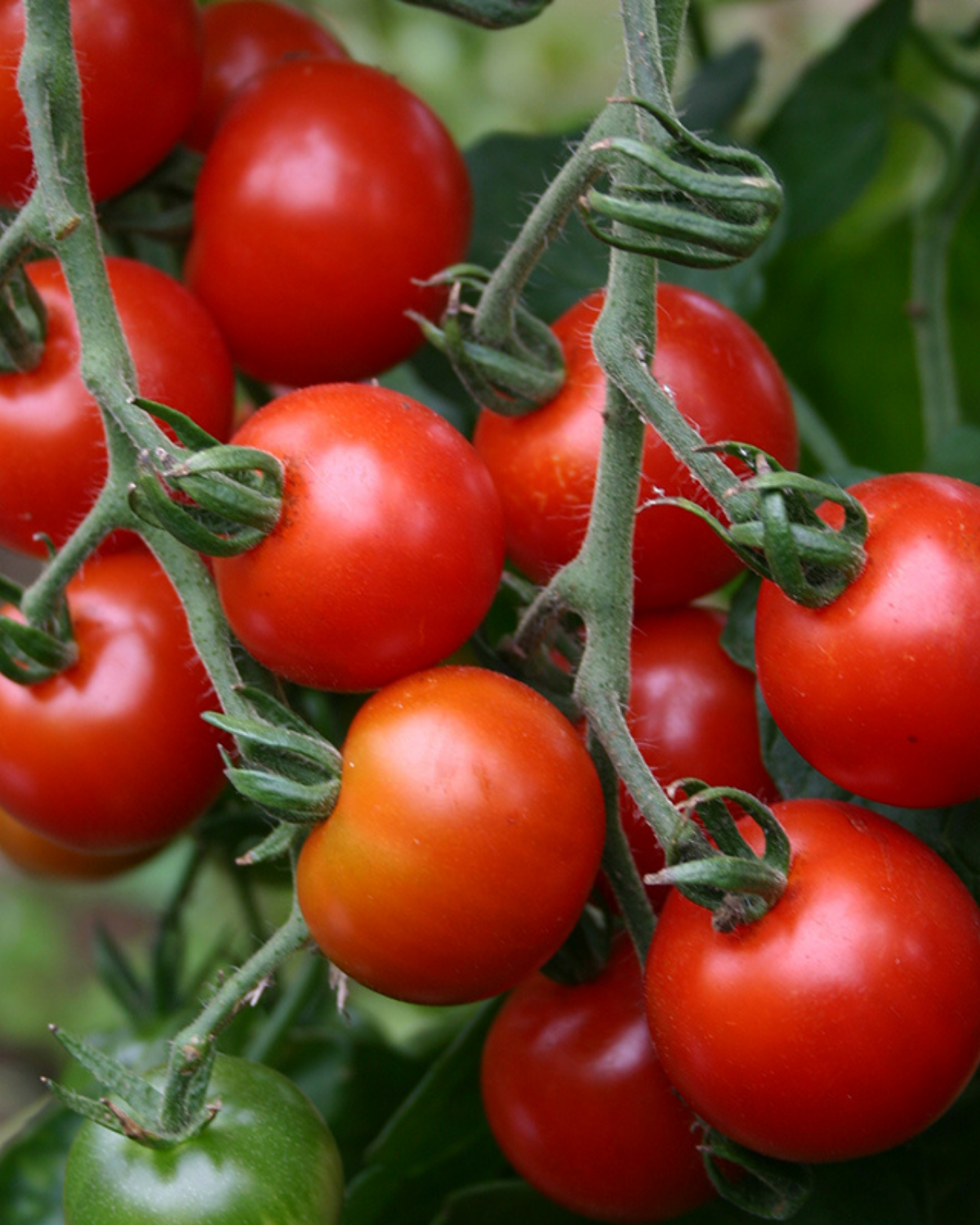 Cherrytomaat 'Zuckertraube' BIO