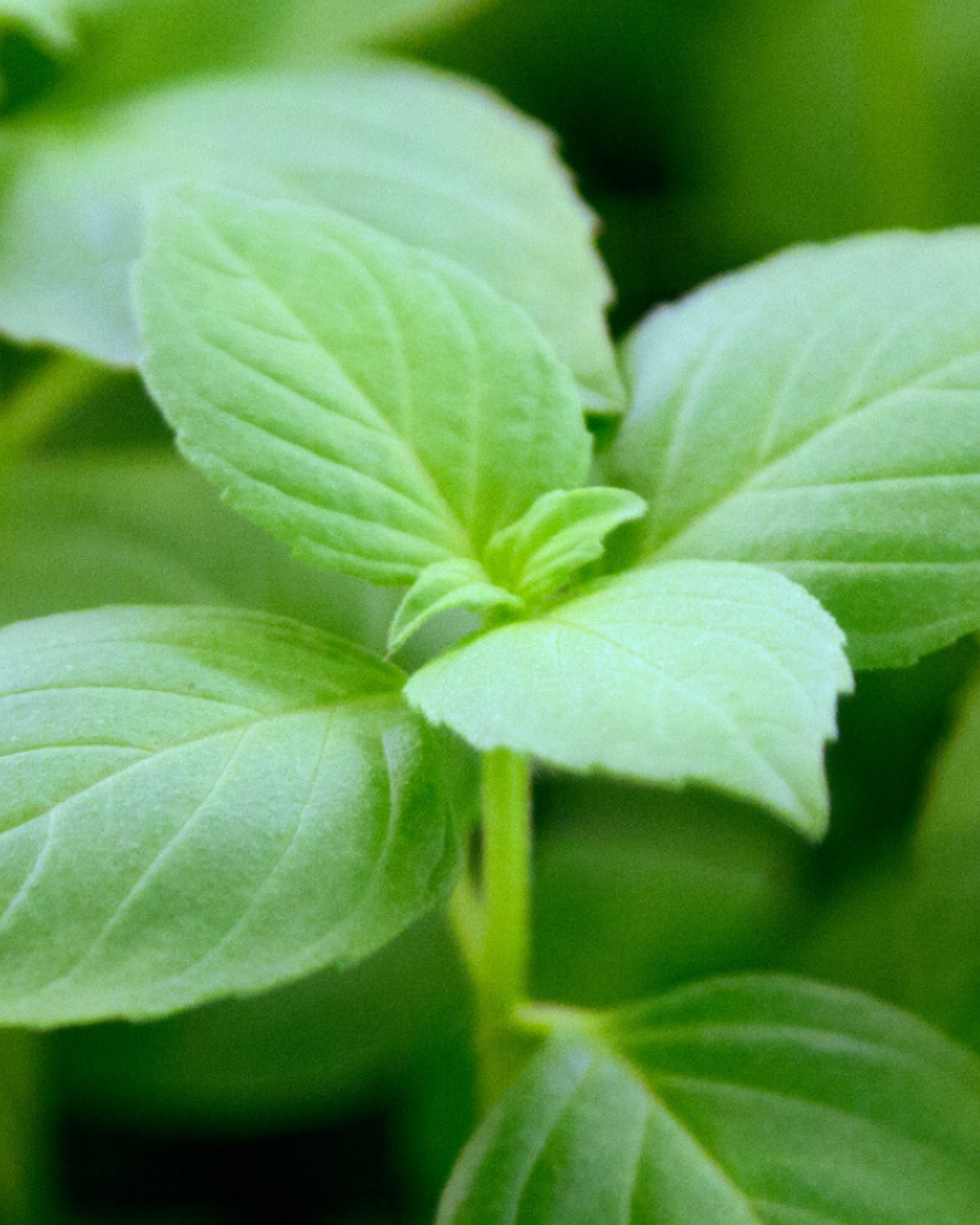 Citroenbasilicum 'Sweet Lemon' BIO