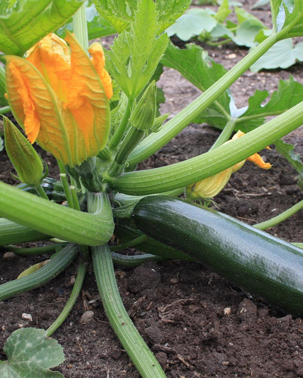 Courgette 'Black Beauty' BIO