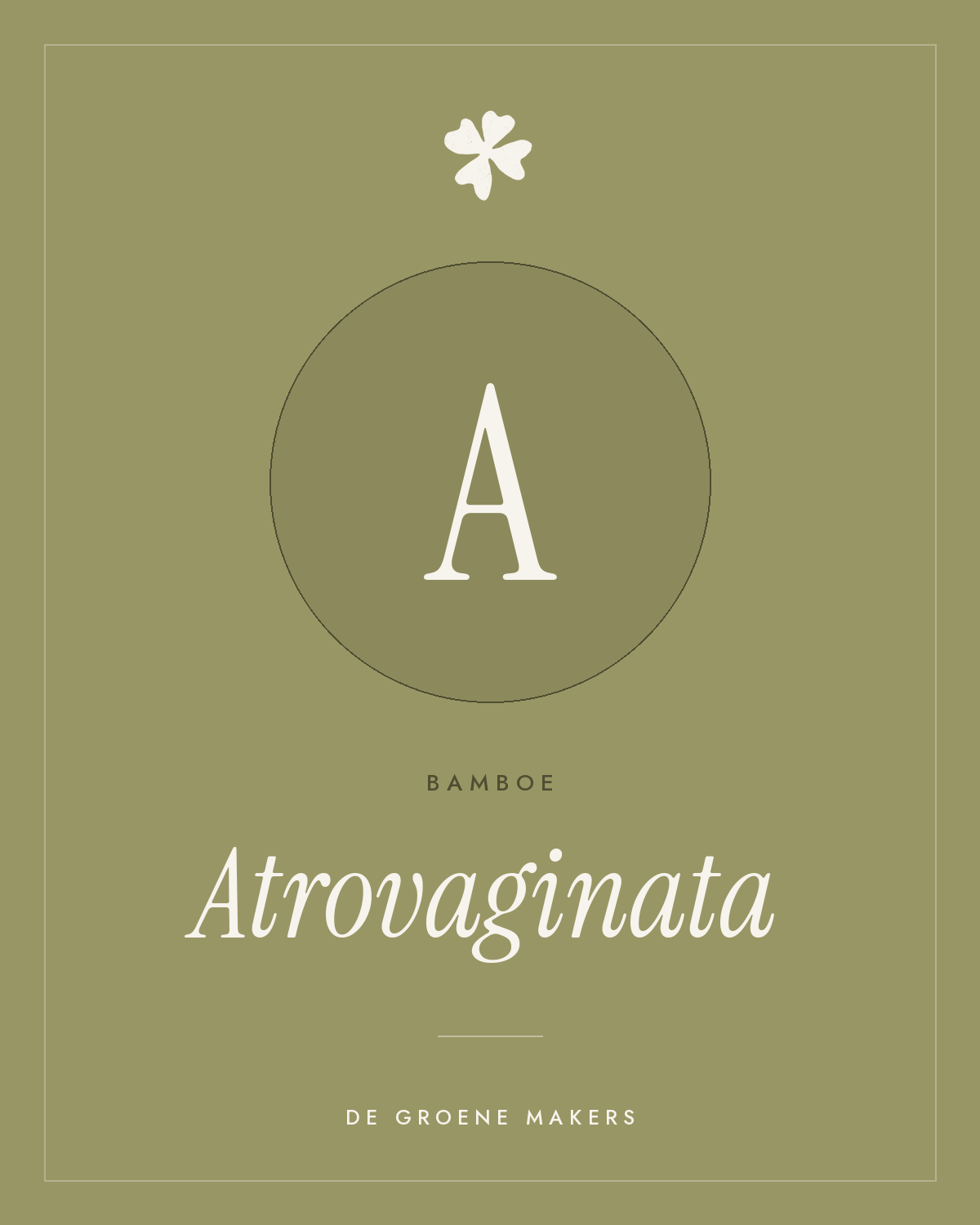 Bamboe ‘Atrovaginata’ - De Groene Makers