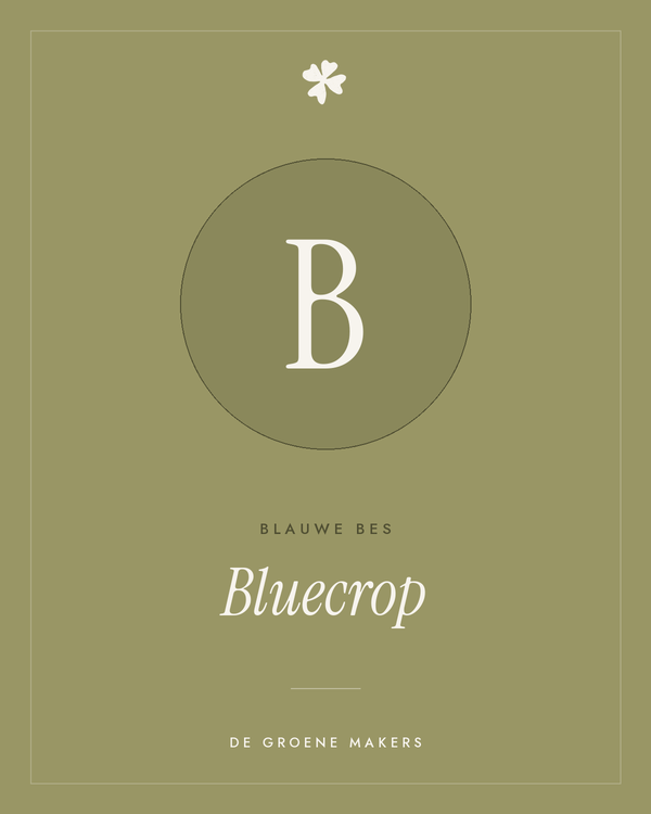 Blauwe bes 'Bluecrop' – De Groene Makers
