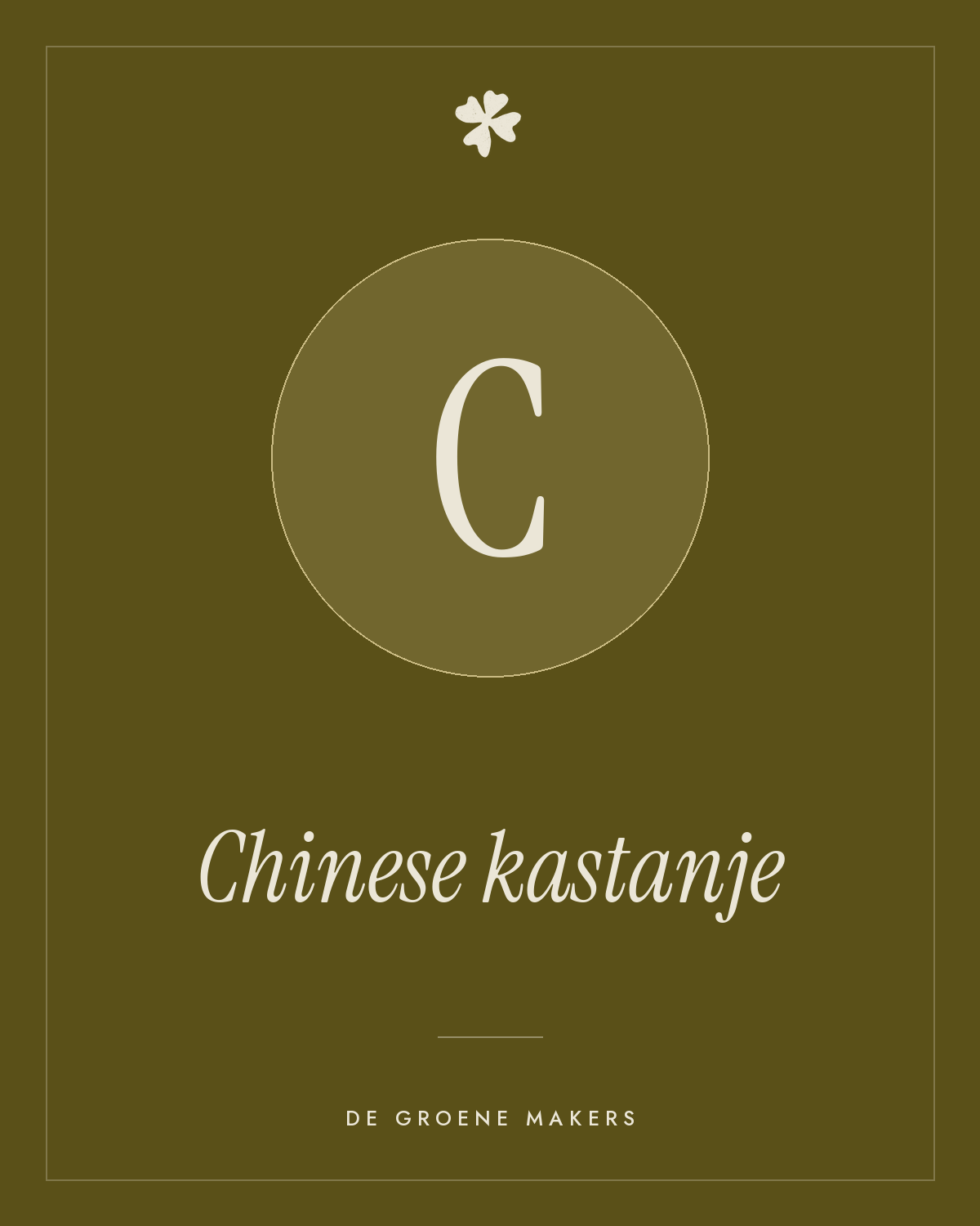 Chinese kastanje (zaailing) – De Groene Makers