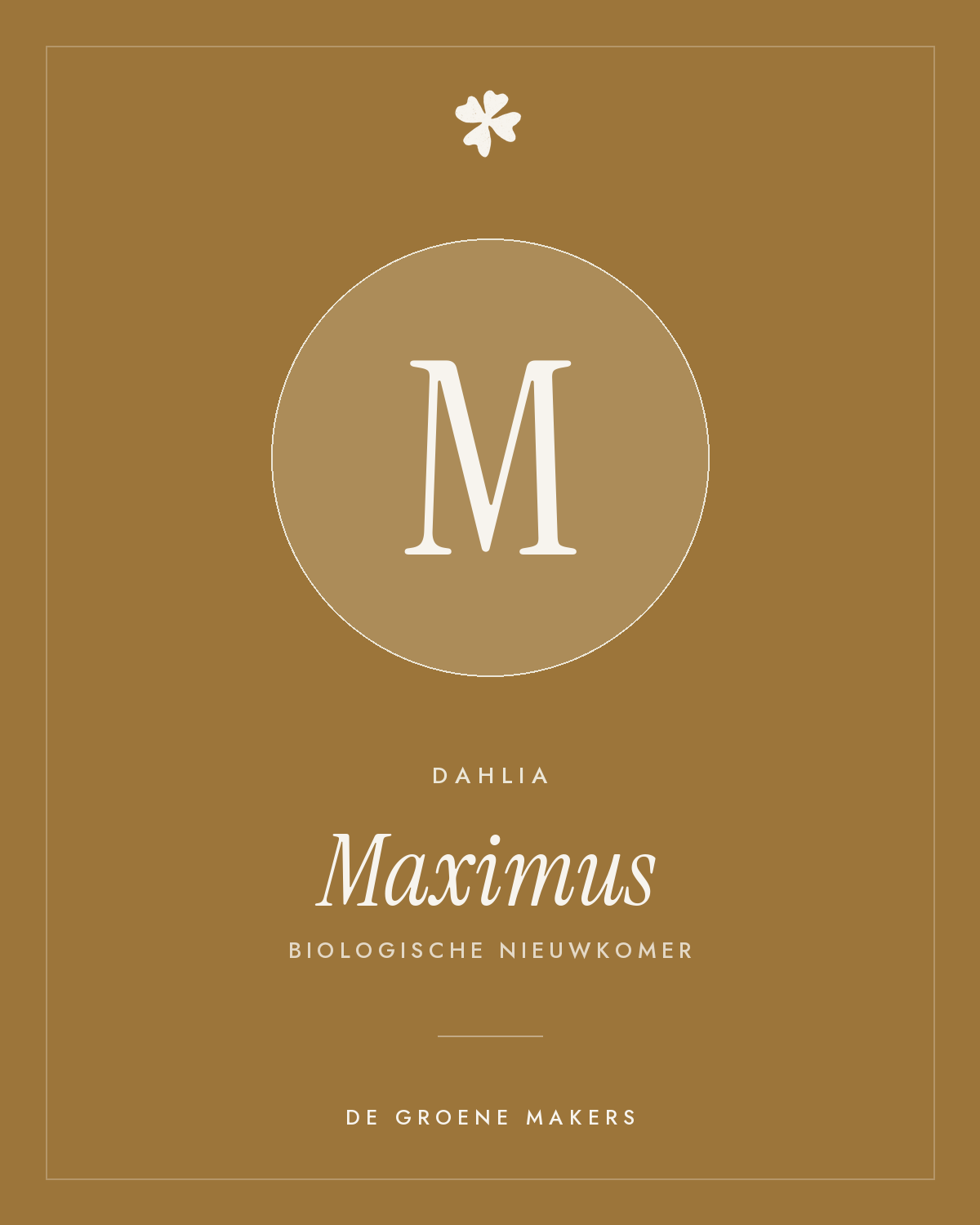 Dahlia 'Maximus' – De Groene Makers