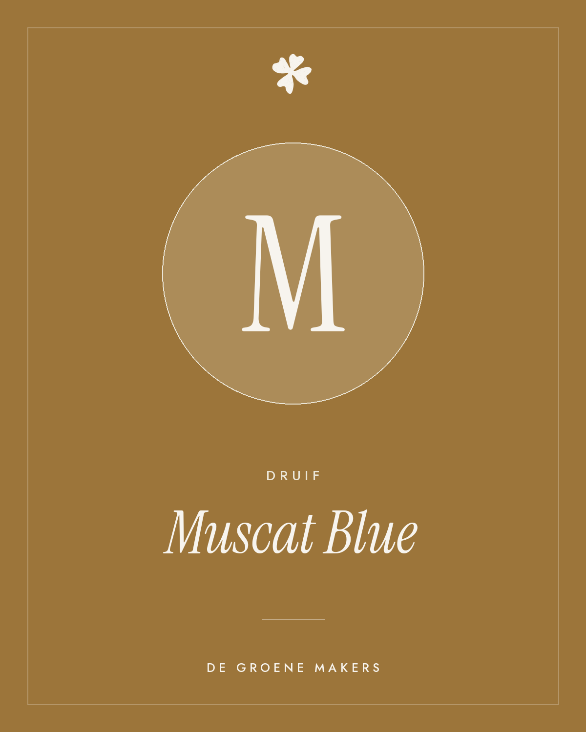 Druif 'Muscat Blue' – De Groene Makers