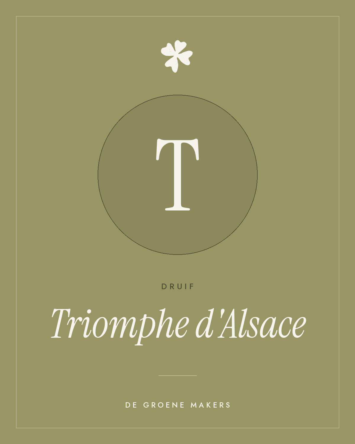 Druif ‘Triomphe d'Alsace’ - De Groene Makers