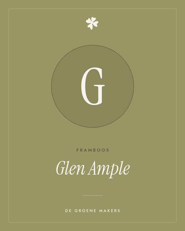 Framboos 'Glen Ample' – De Groene Makers