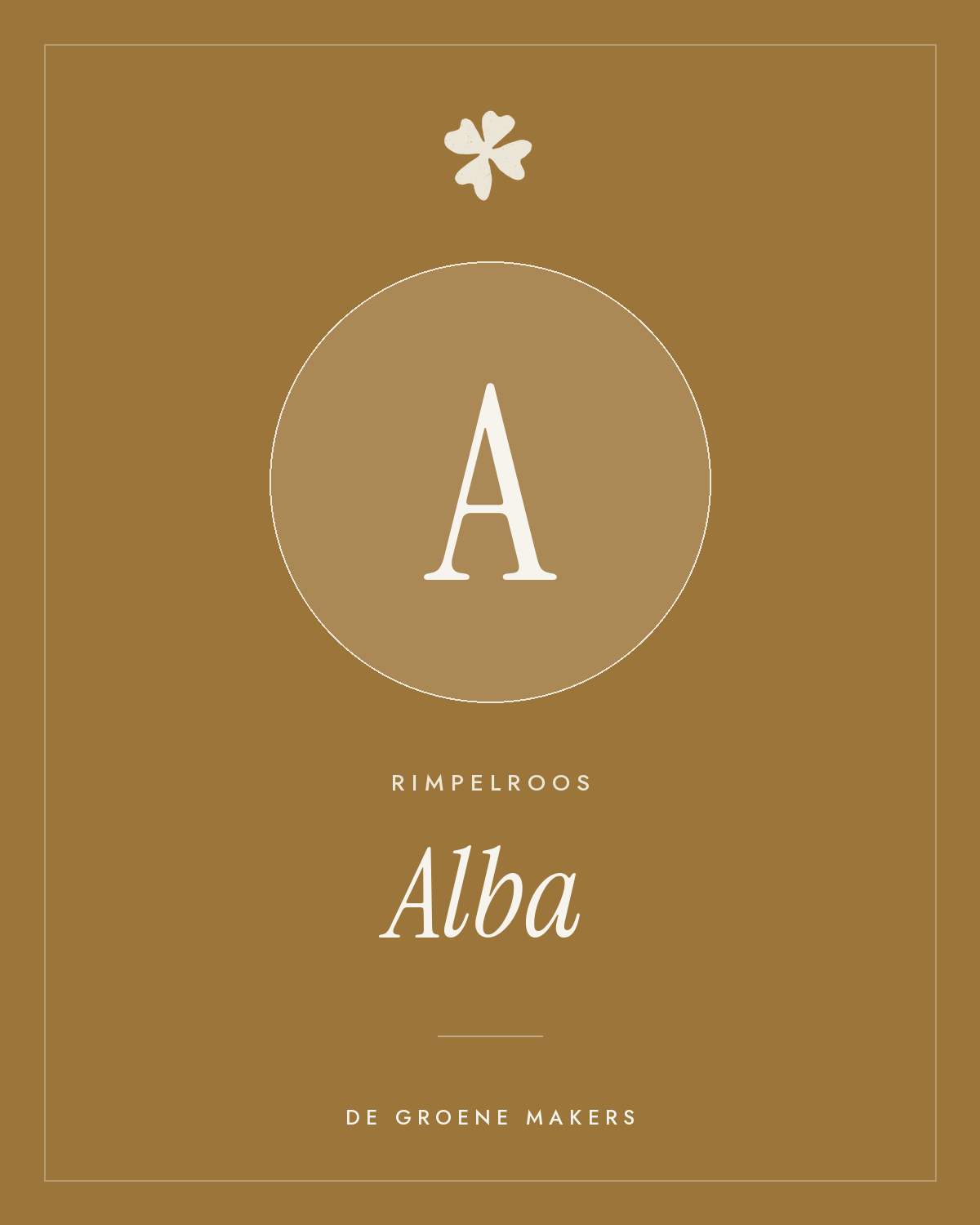 Rimpelroos ‘Alba’ - De Groene Makers